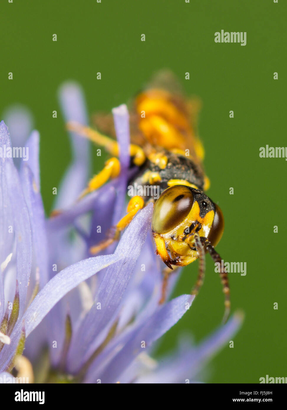 Digger wasp (Dinetus pictus), homme sur moutons peu Scabious (Jasione montana), Allemagne Banque D'Images