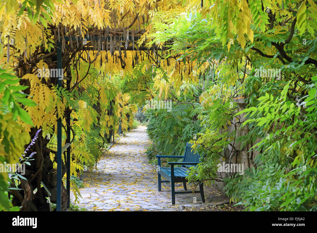 Wisteria floribunda (glycine du Japon, Glycine brachybotrys), pergola avec banc en automne, Allemagne Banque D'Images