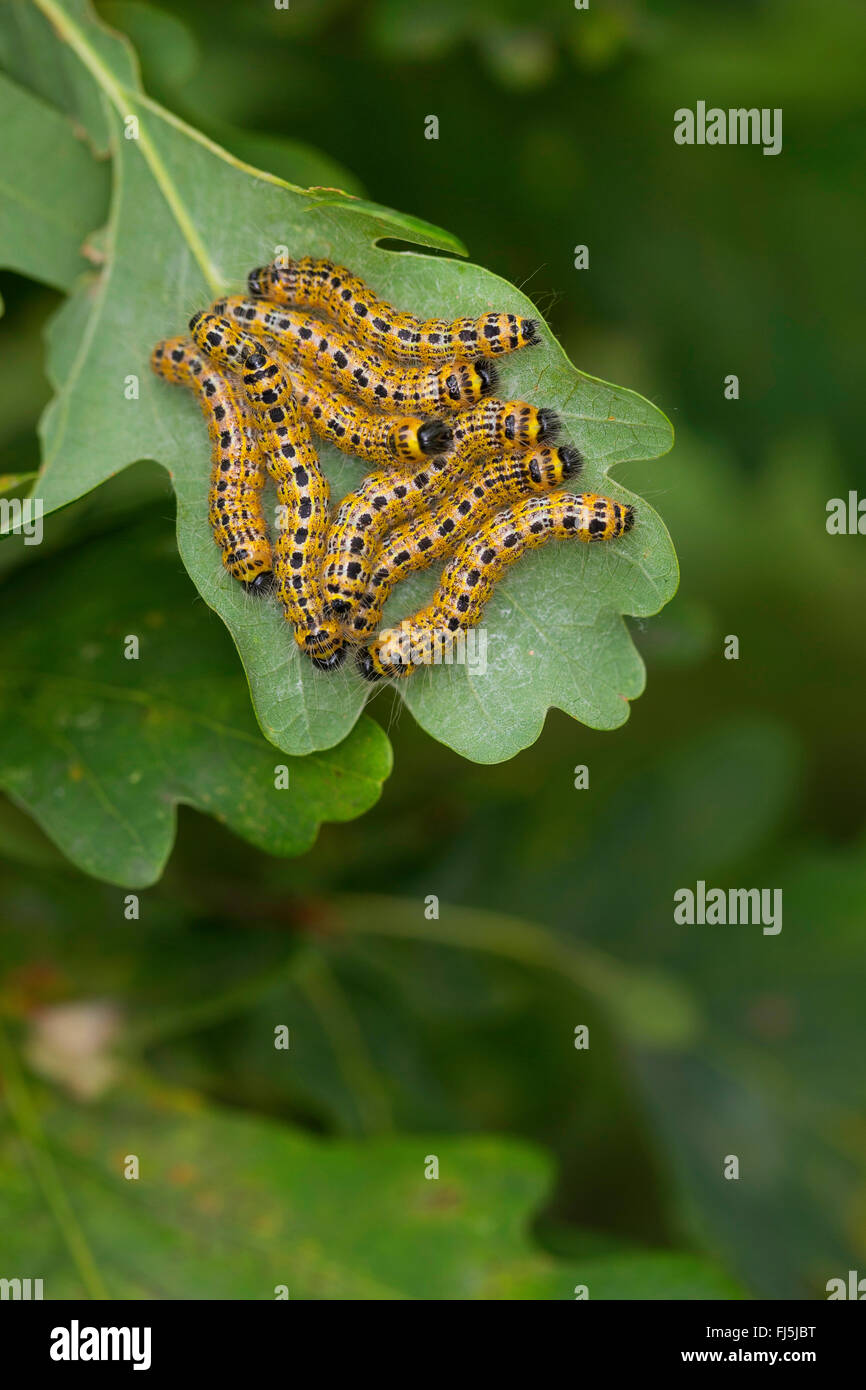-Buff Buff-rameau, Caterpillar (Phalera bucephala tip), chenilles sur une feuille de chêne, Allemagne Banque D'Images