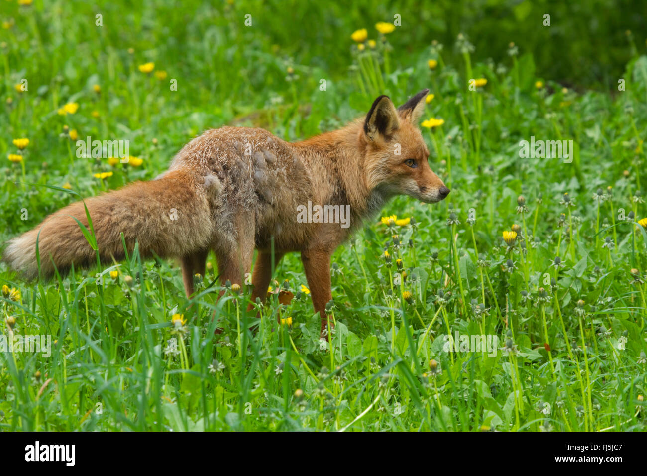 Le renard roux (Vulpes vulpes), dans un pré de fleurs de pissenlit, Suède Banque D'Images