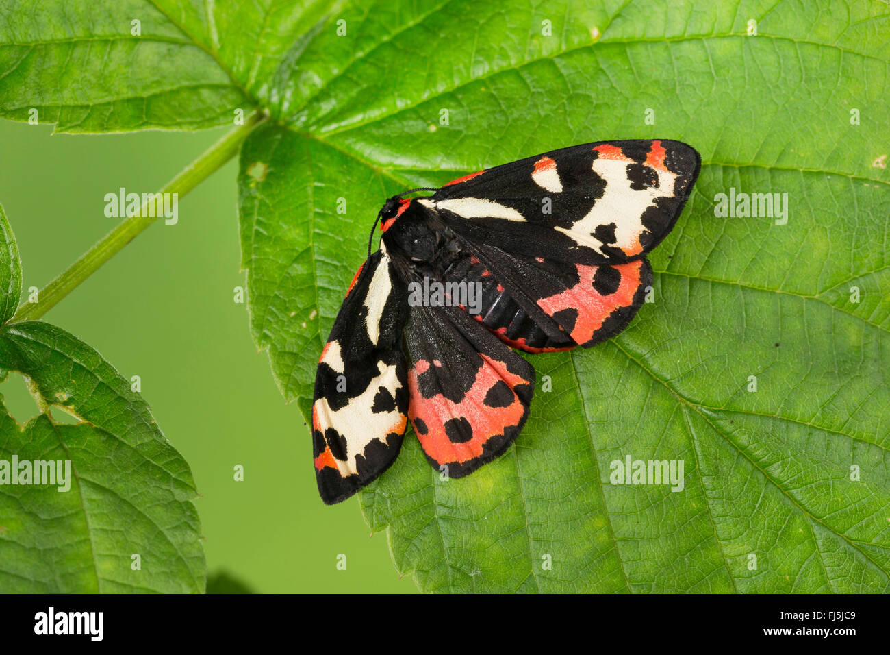 Parasemia plantaginis (Tiger Wood, Phalaena plantaginis), sur une feuille, Allemagne Banque D'Images