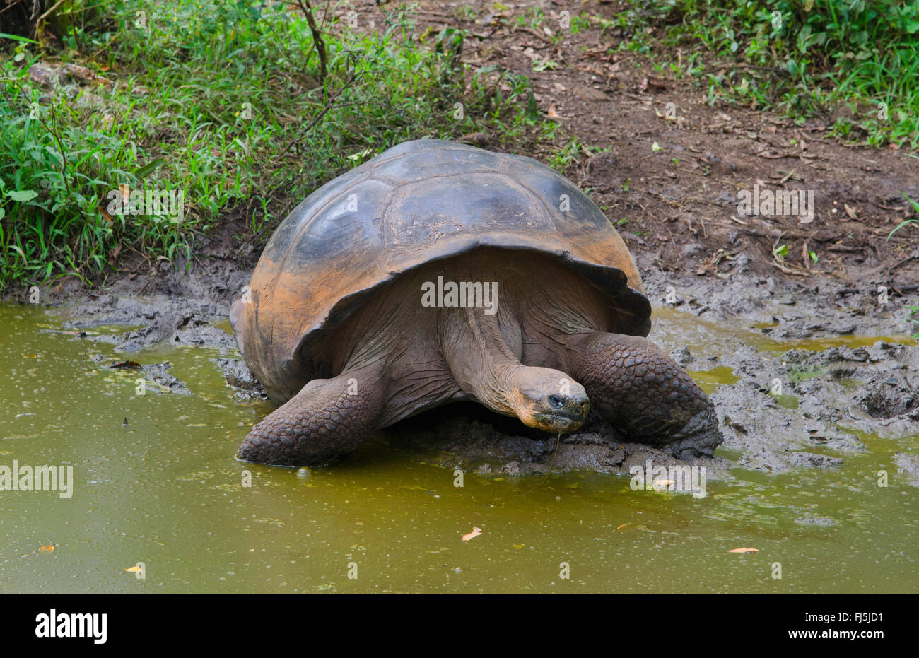 Galapagos tortue, tortue géante des Galapagos (porteri) (Chelonodis, Geochelone elephantopus porteri nigra porteri, Geochelone nigra porteri, Testudo elephantopus elephantopus porteri, Chelonoides porteri), Bon anniversaire à la rive, l'Équateur, Îles Galápagos, Santa Cruz, Santa Cruz Highlands Banque D'Images