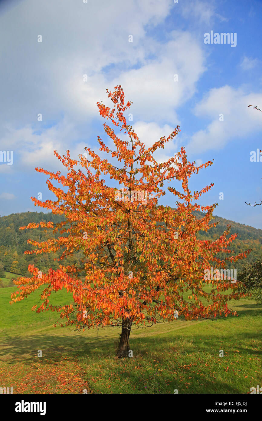 Cherry Tree, le cerisier (Prunus avium), avec les feuilles d'automne, l'Allemagne, Bade-Wurtemberg, Odenwald Banque D'Images