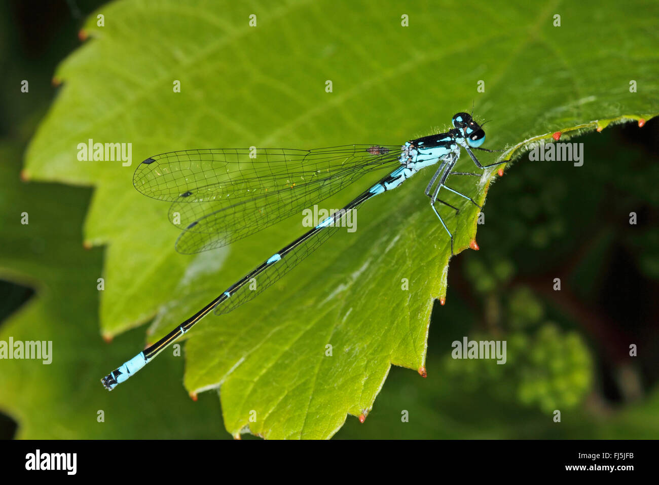 Demoiselle Coenagrion pulchellum (variable), homme, Allemagne Banque D'Images