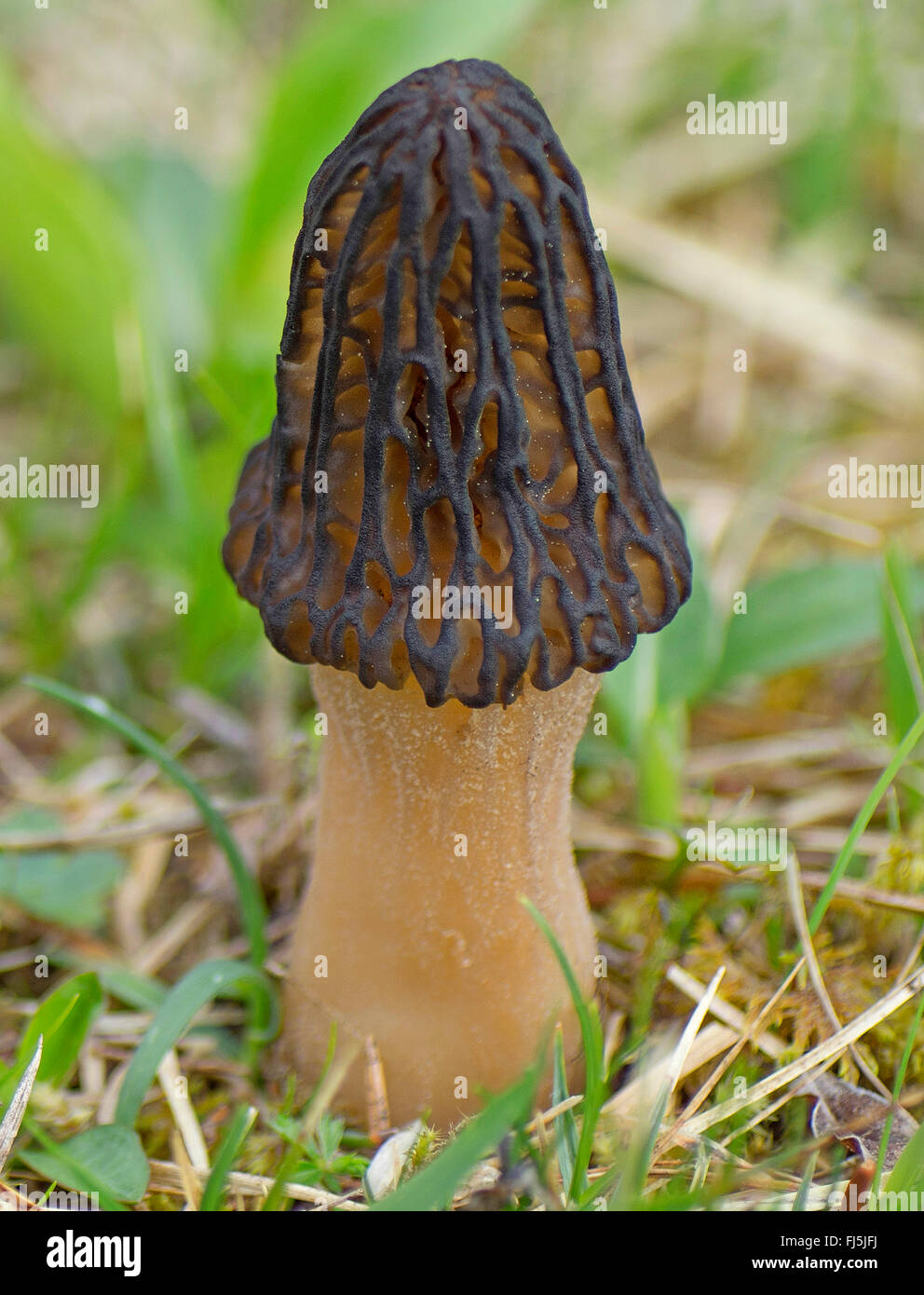 Morel (Morchella conica), seul dans un pré, champignon champignon comestible, Allemagne, Bavière, Oberbayern, Haute-Bavière Banque D'Images