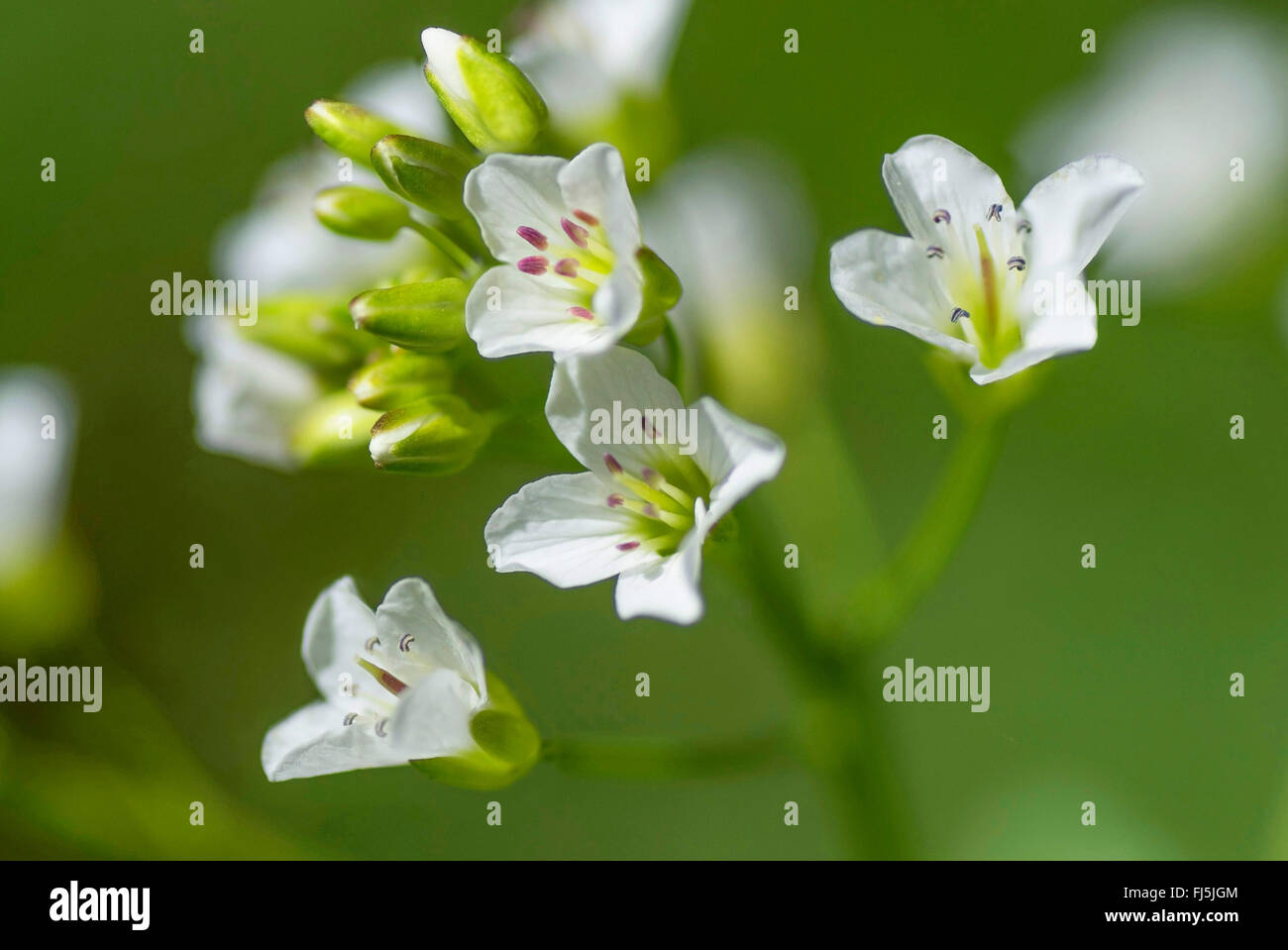 Grand-amer (cresson Cardamine amara), fleurs, Allemagne, Bavière, Oberbayern, Haute-Bavière Banque D'Images