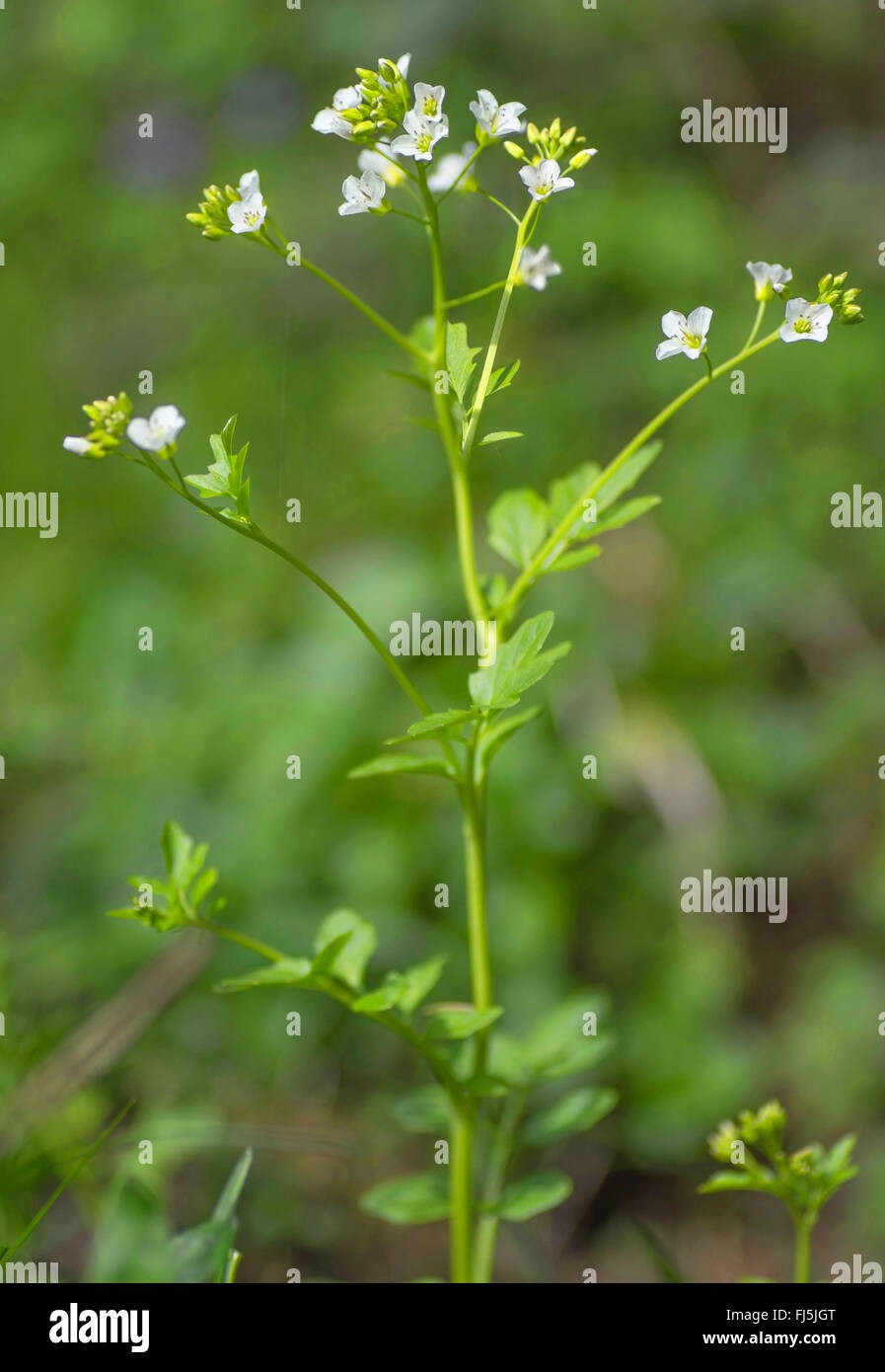 Grand-amer (cresson Cardamine amara), blooming, Allemagne, Bavière, Oberbayern, Haute-Bavière Banque D'Images