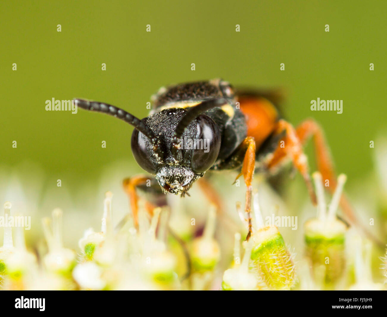 Digger wasp (Nysson maculosus), femme qui se nourrissent de la Carotte sauvage (Daucus carota), Allemagne Banque D'Images