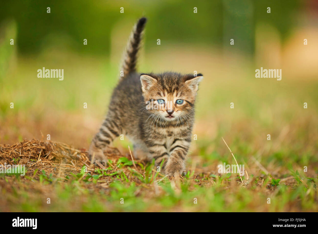 Chat domestique, le chat domestique (Felis silvestris catus), f. cinq semaines chaton marcher dans un pré, Allemagne Banque D'Images