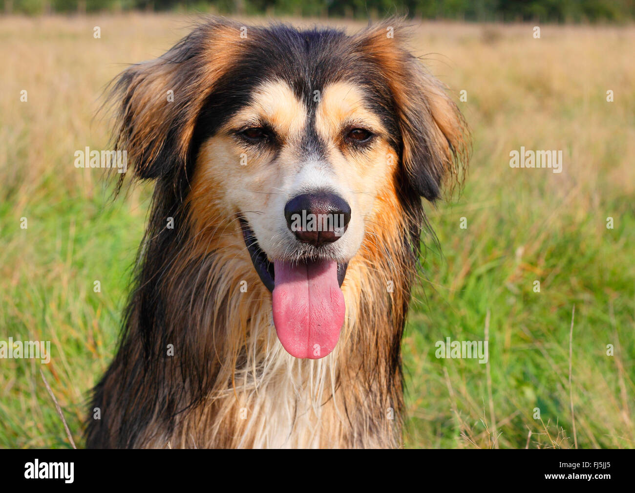 Dog (Canis lupus f. familiaris), trois ans Husky Sibérien Malamute race mélangée, portrait, Allemagne Banque D'Images
