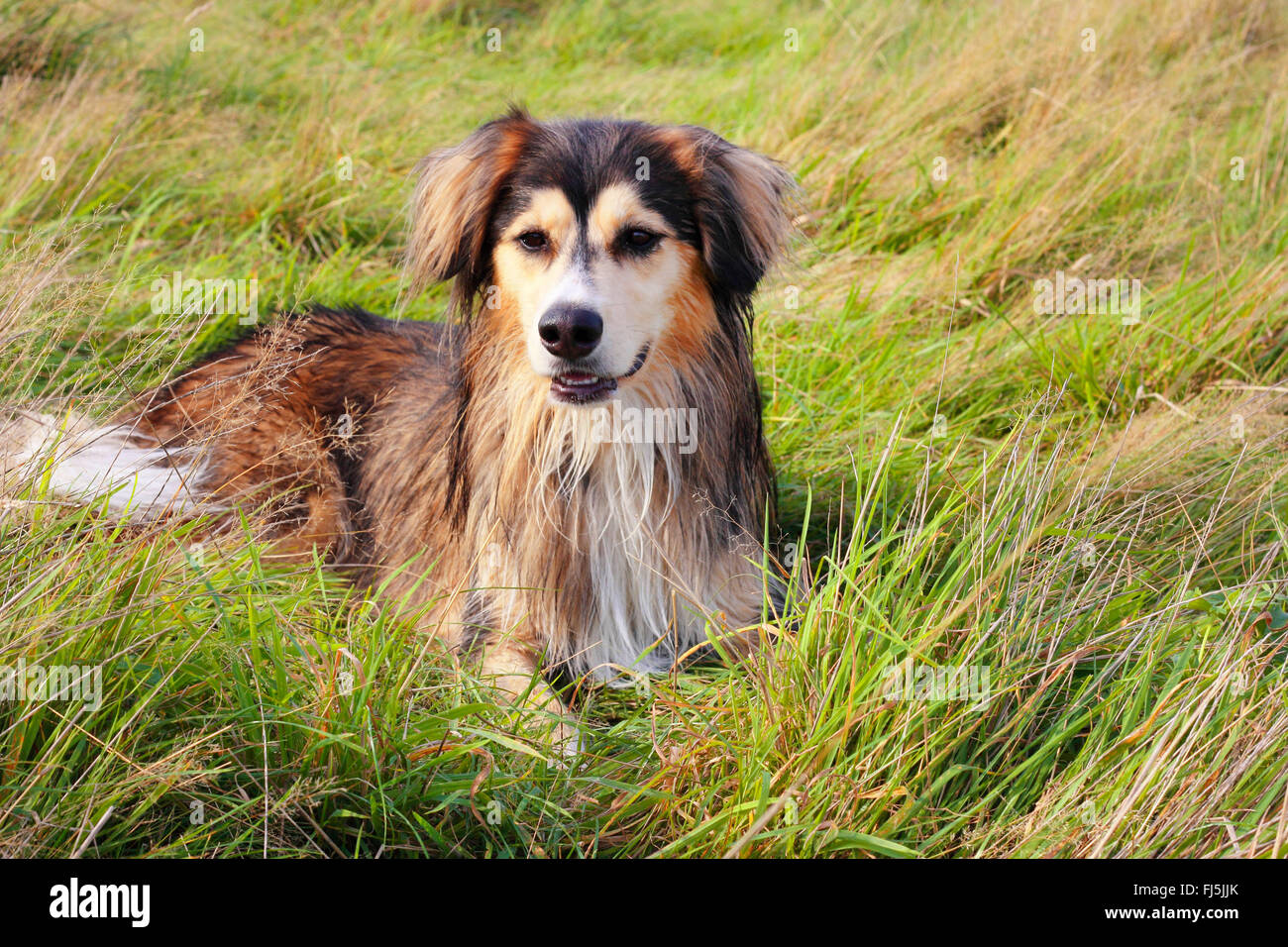 Dog (Canis lupus f. familiaris), trois ans Husky Sibérien Malamute race mélangée repose dans ameadow, Allemagne Banque D'Images