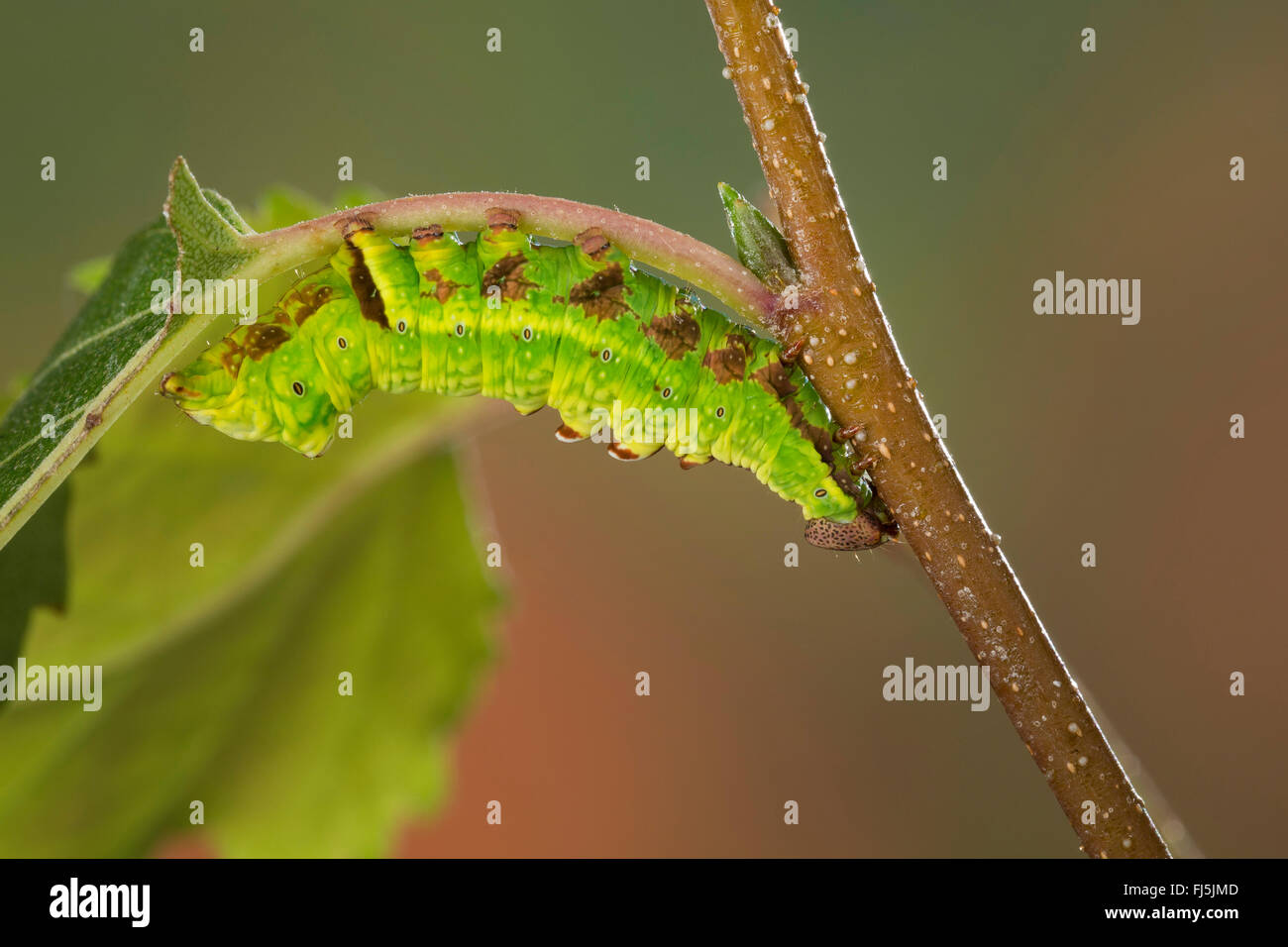 Notodonta dromedarius importante (fer), Caterpillar à une tige, Allemagne Banque D'Images
