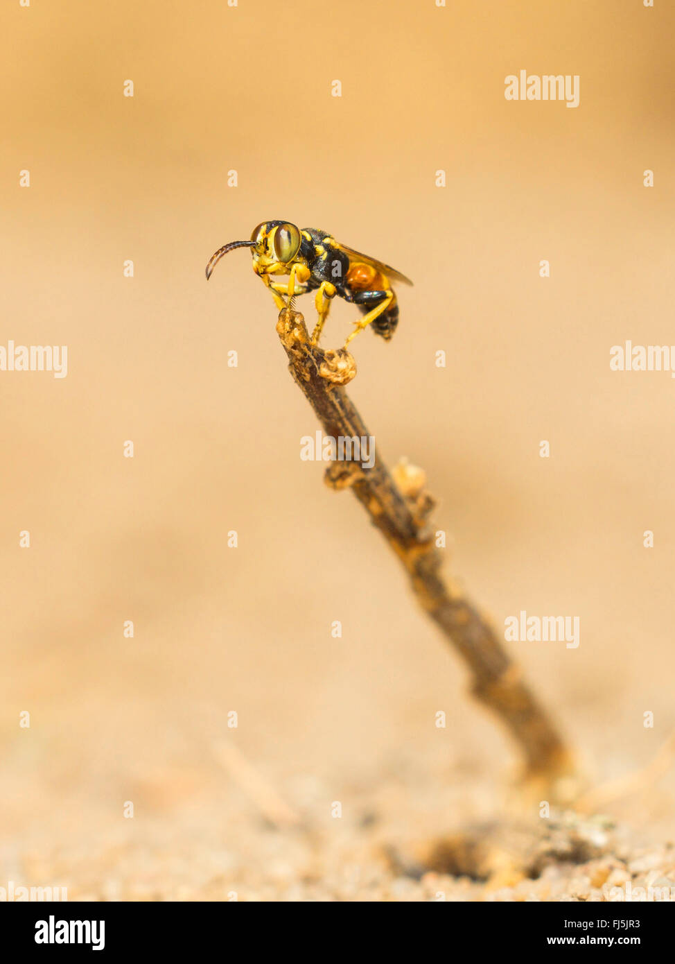 Digger wasp (Dinetus pictus), l'homme est en attente dans son territoire sur une femme, Allemagne Banque D'Images