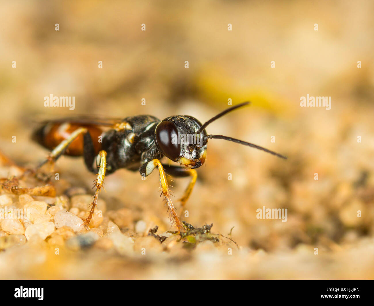 Digger wasp (Dinetus pictus), femelle creuse le nid à Sandy Ground, Allemagne Banque D'Images