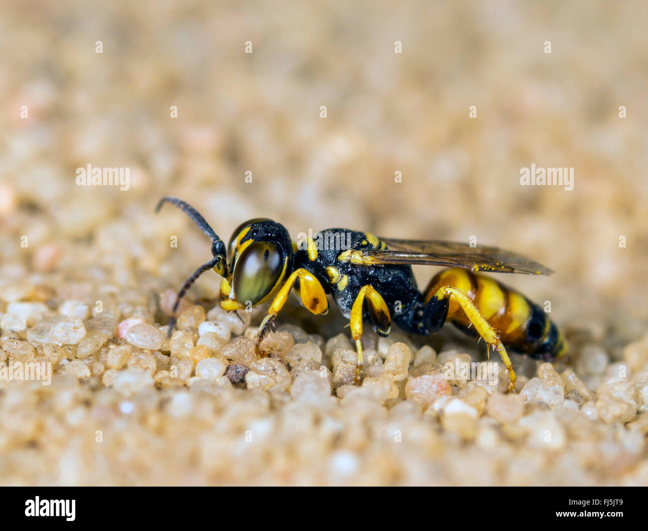 Digger wasp (Dinetus pictus), homme assis sur le sable, Allemagne Banque D'Images
