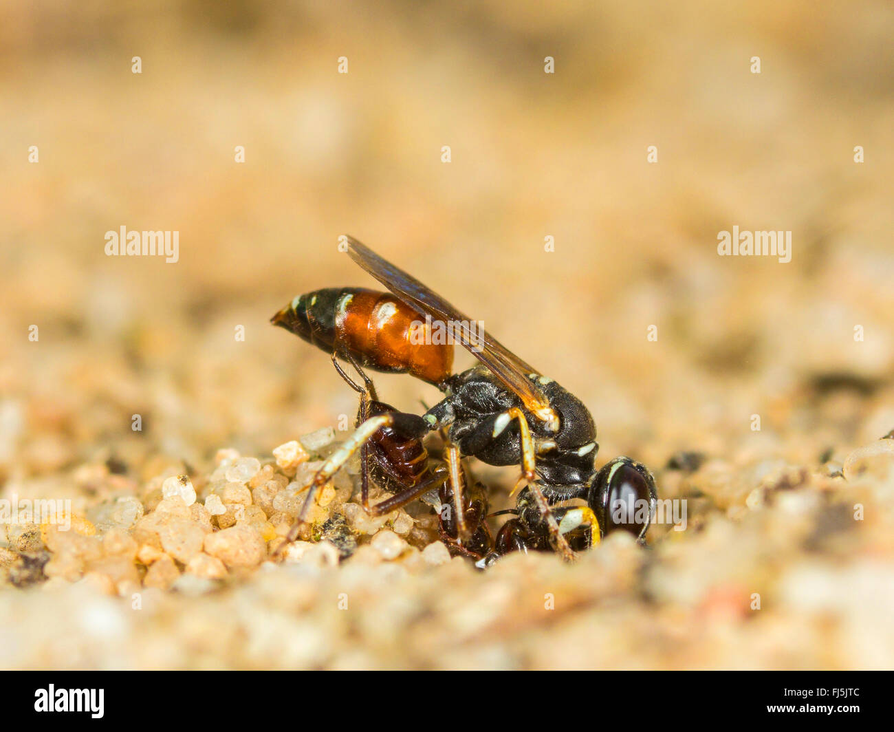 Digger wasp (Dinetus pictus), Femme avec une larve Himacerus mirmicoides-bug à l'entrée du nid, Allemagne Banque D'Images