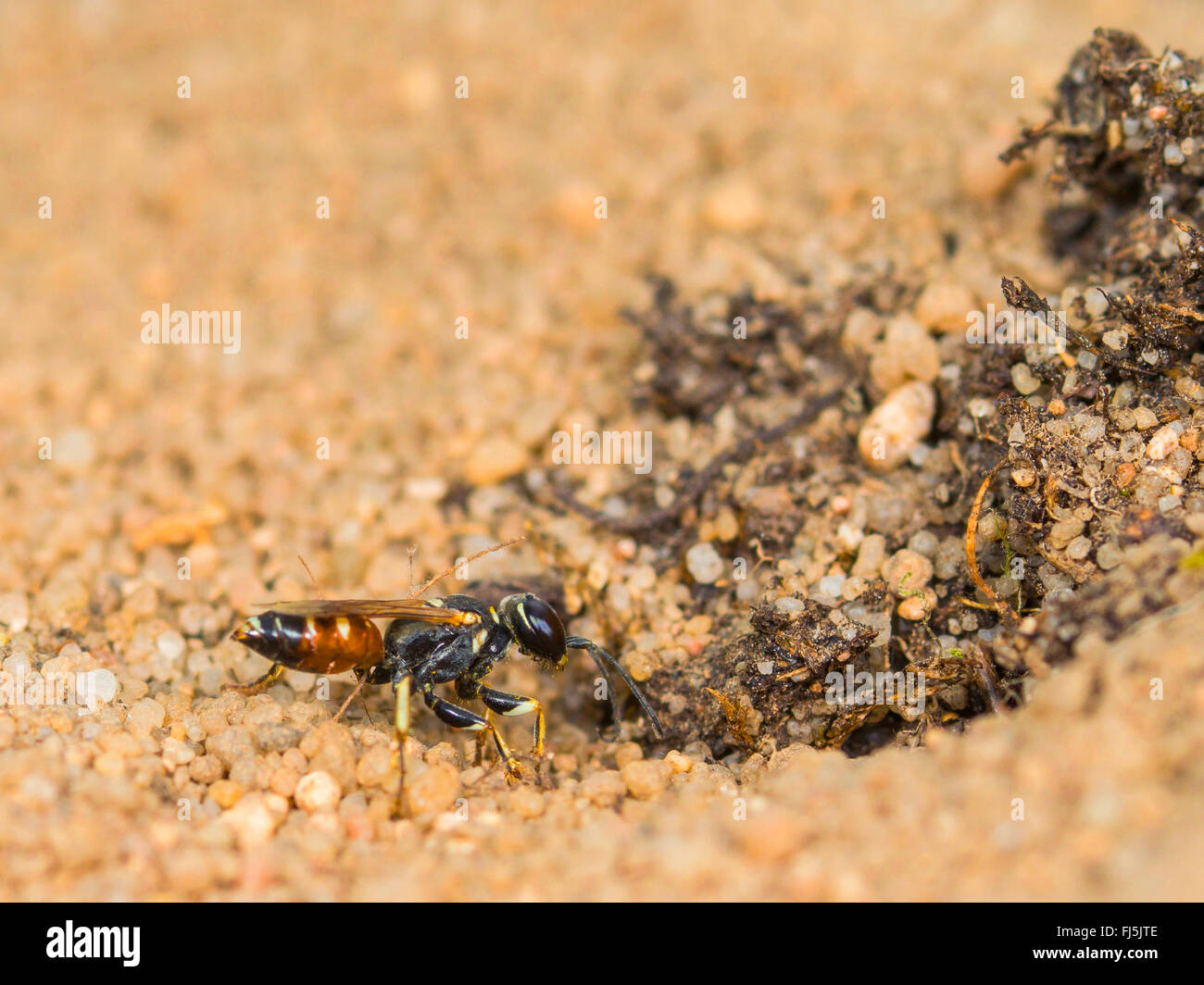 Digger wasp (Dinetus pictus), femelle creuse le nid à Sandy Ground, Allemagne Banque D'Images