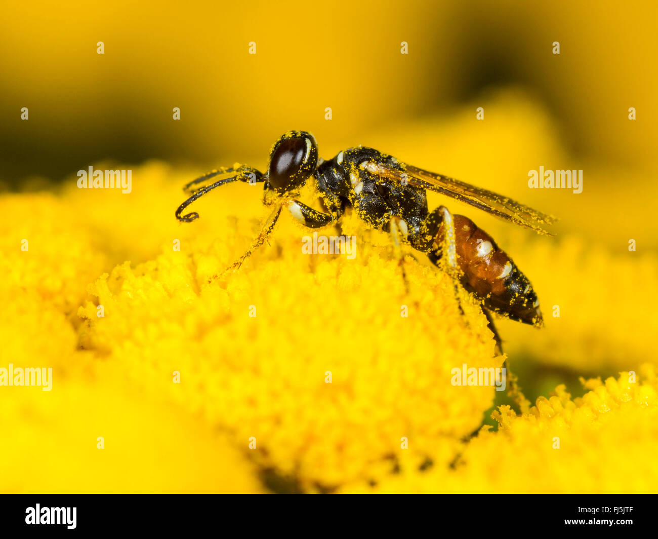 Digger wasp (Dinetus pictus), femme qui se nourrissent de Transy (Tanacetum vulgare), Allemagne Banque D'Images