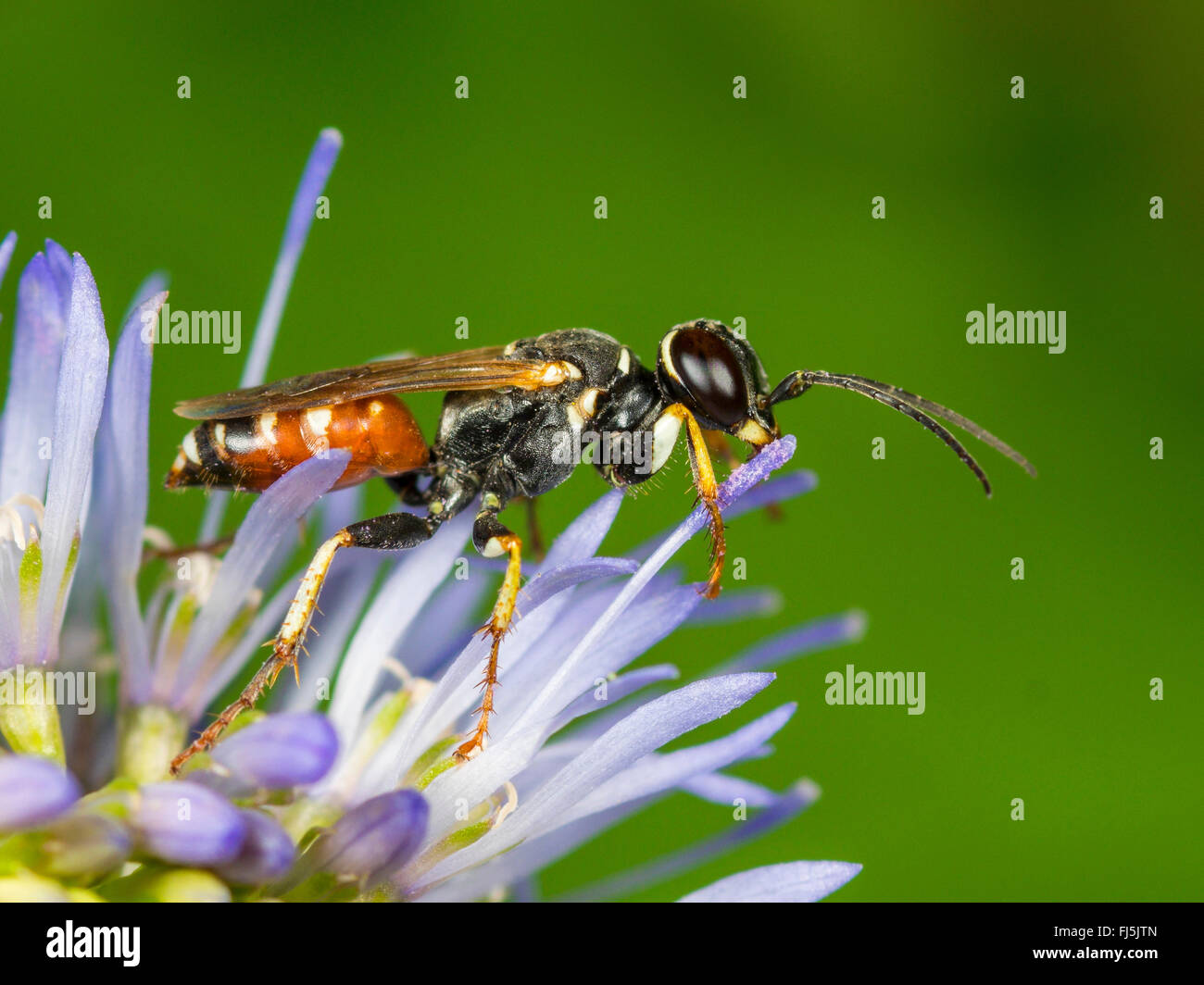 Digger wasp (Dinetus pictus), femelle sur moutons peu Scabious (Jasione montana), Allemagne Banque D'Images