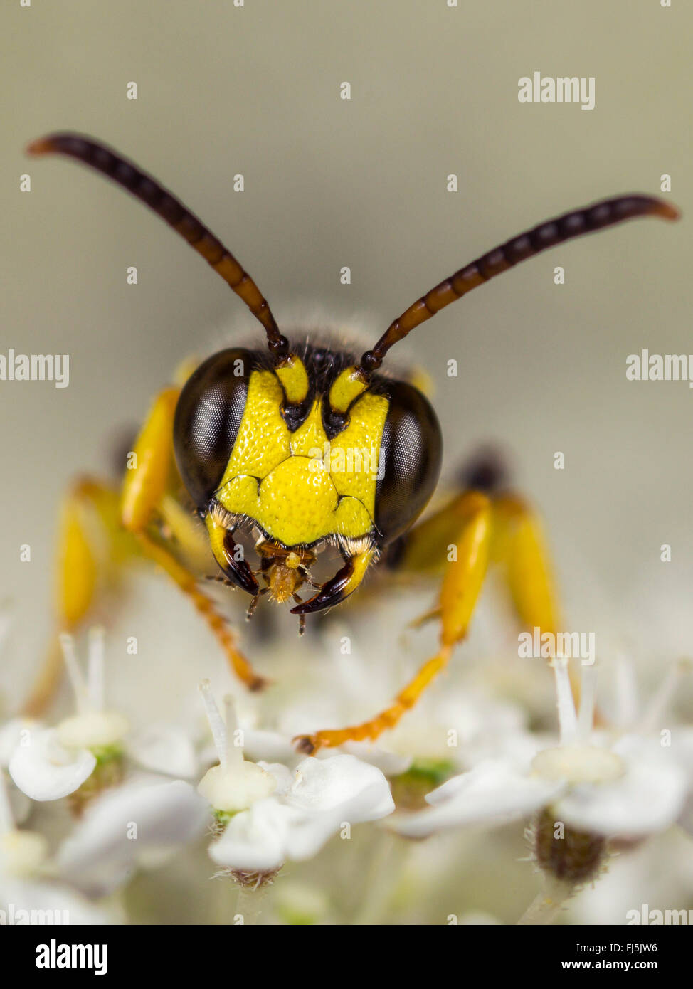 Sand-tailed digger wasp (Cerceris arenaria), homme le toilettage sur la carotte sauvage (Daucus carota), Allemagne Banque D'Images