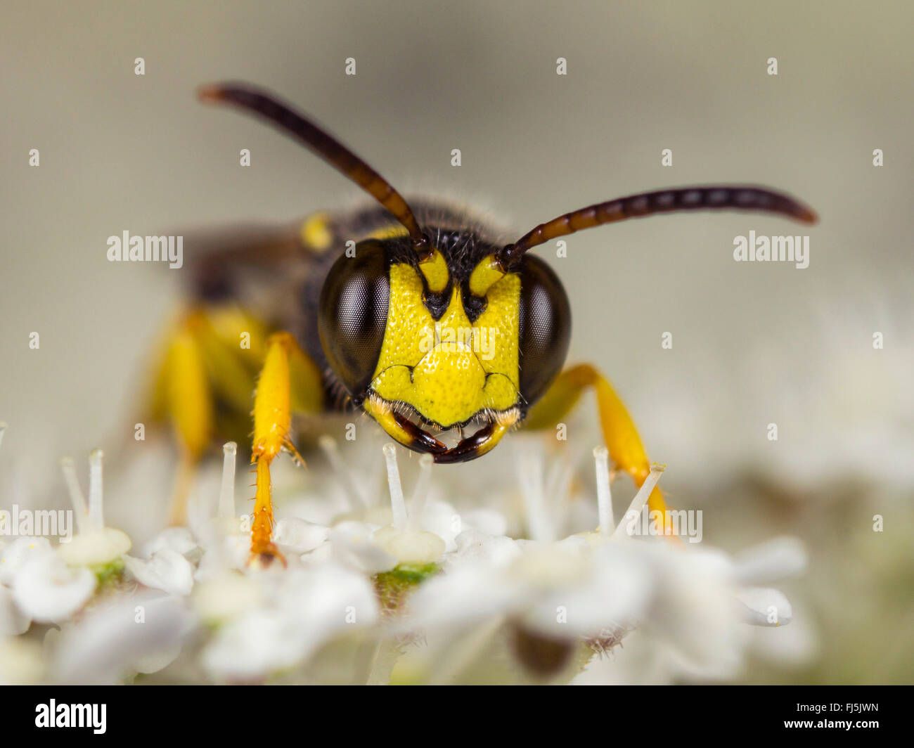 Sand-tailed digger wasp (Cerceris arenaria), homme qui se nourrissent de la Carotte sauvage (Daucus carota), Allemagne Banque D'Images