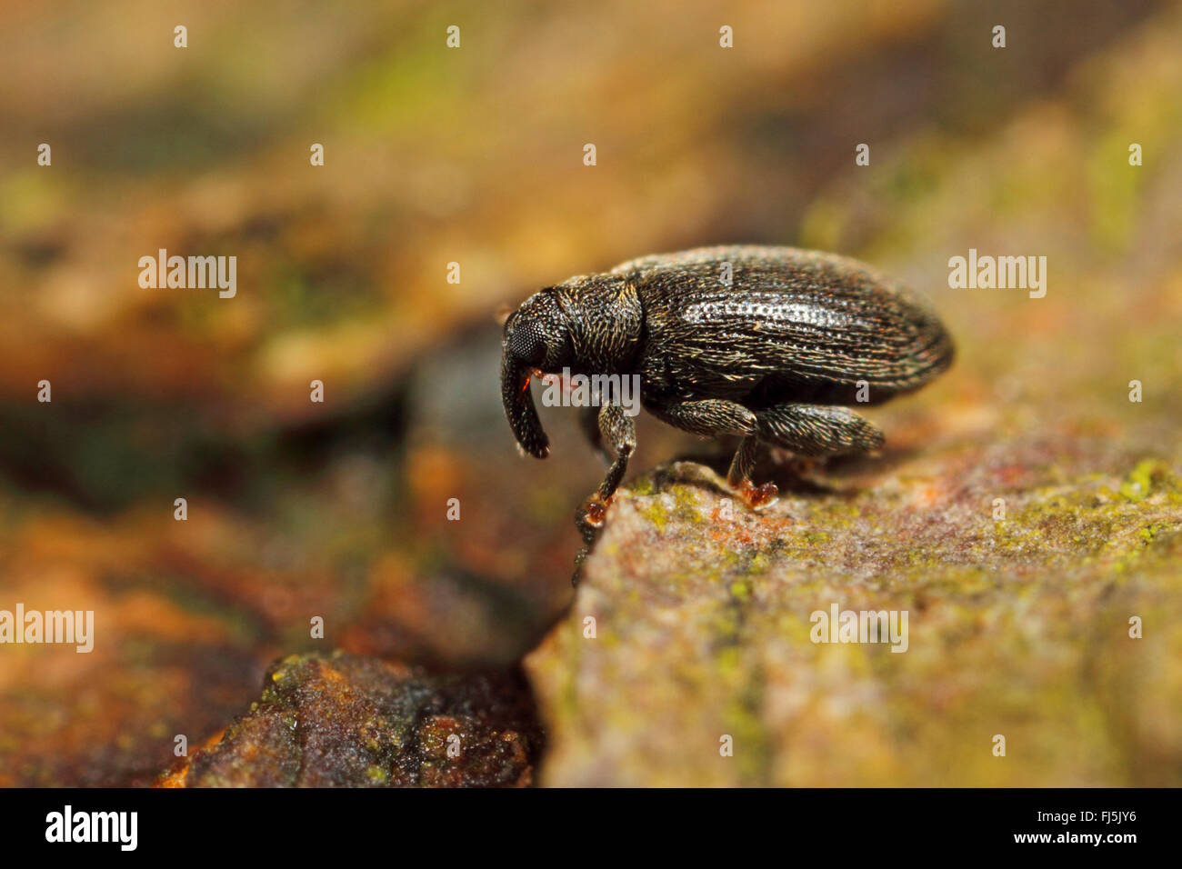 Aux Puces de hêtre, chêne charançon charançon de l'exploitation minière de la feuille, la mineuse de hêtre (Orchestes fagi, Rhynchaenus fagi), sur une pierre, Allemagne Banque D'Images