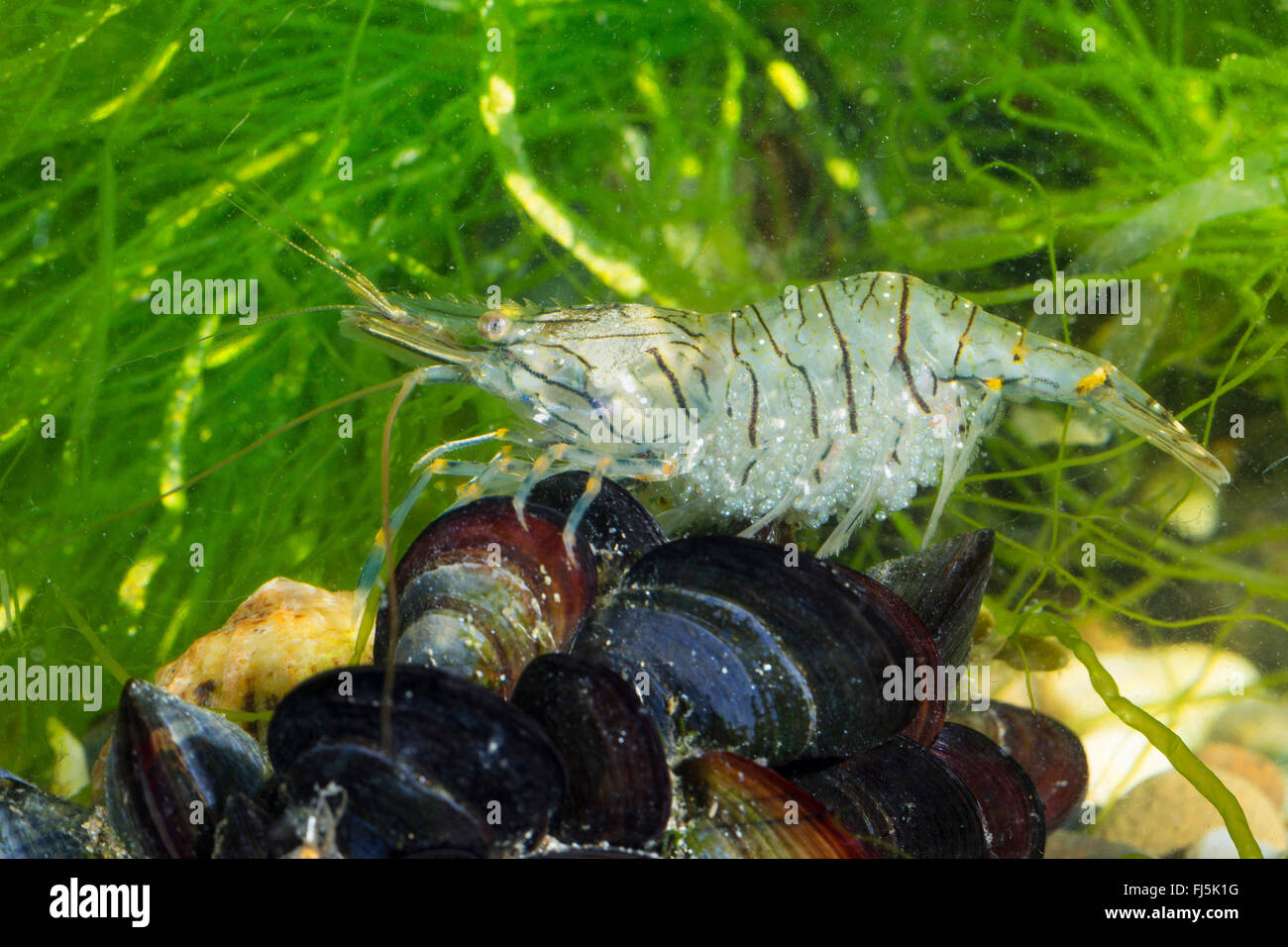 Rockpool, crevettes Crevettes rock Européen (Palaemon elegans), femme avec des oeufs Banque D'Images