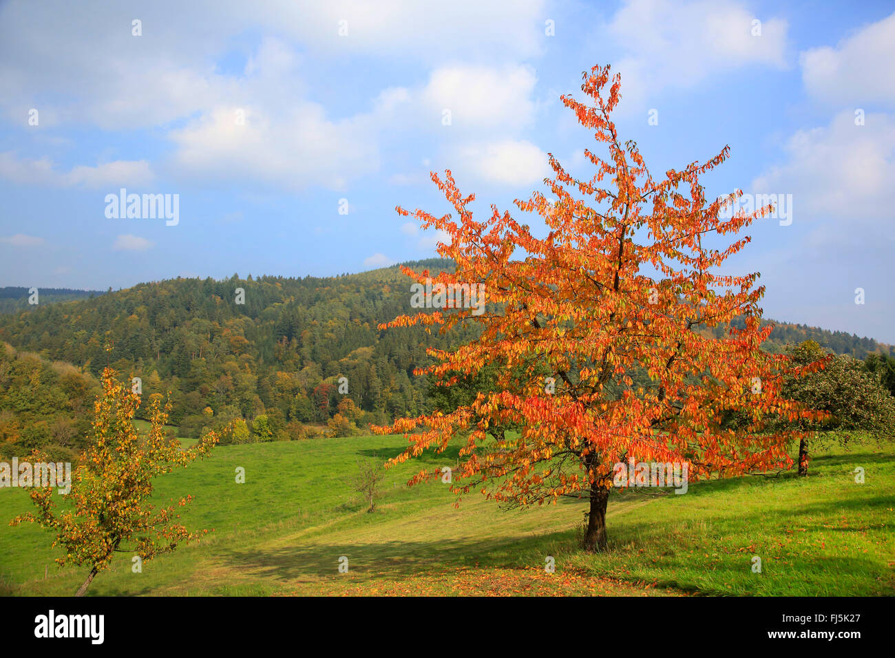 Cherry Tree, le cerisier (Prunus avium), avec les feuilles d'automne, l'Allemagne, Bade-Wurtemberg, Odenwald Banque D'Images