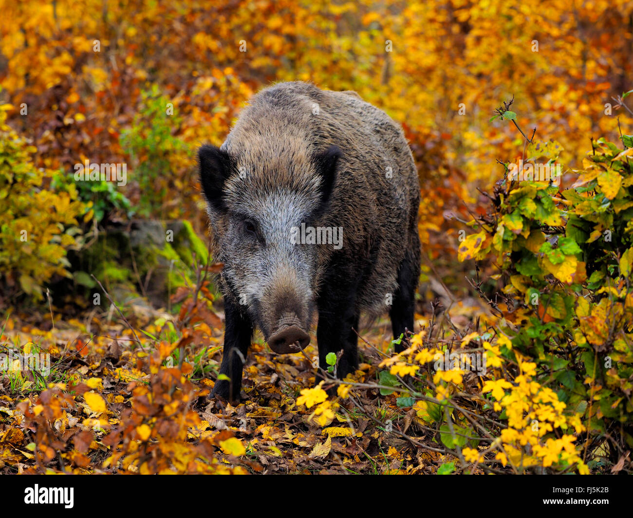 Le sanglier, le porc, le sanglier (Sus scrofa), wild semer en automne les bois, Allemagne, Bade-Wurtemberg Banque D'Images