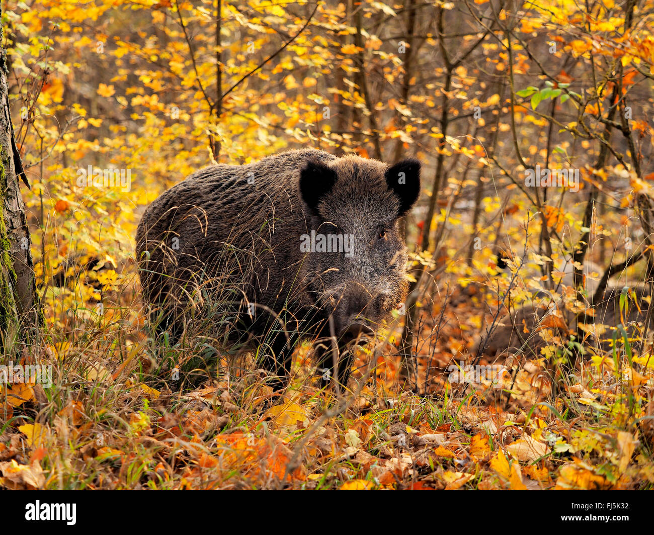 Le sanglier, le porc, le sanglier (Sus scrofa), les jeunes à l'automne tusker Woods, l'Allemagne, Bade-Wurtemberg Banque D'Images