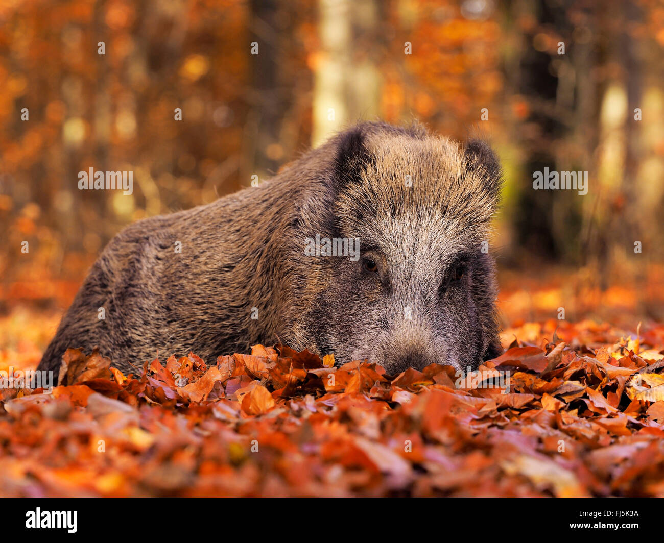 Le sanglier, le porc, le sanglier (Sus scrofa), reposant sur le sol des forêts sauvages semer en automne, l'Allemagne, Bade-Wurtemberg Banque D'Images