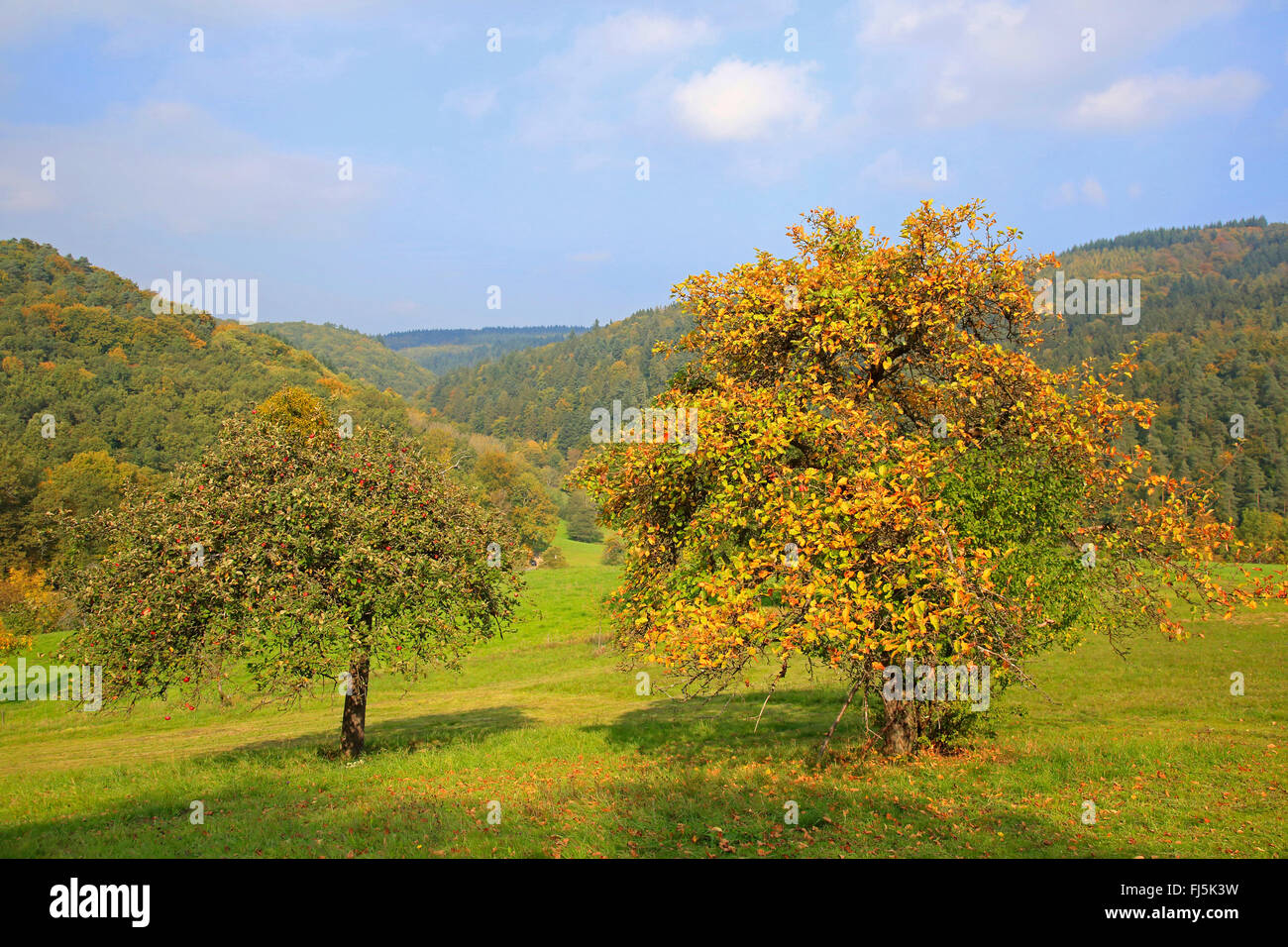 Pommier (Malus domestica), à l'automne, l'Allemagne, Bade-Wurtemberg, Odenwald Banque D'Images Pommier (Malus domestica), à l'automne, l'Allemagne, Bade-Wurtemberg, Odenwald Banque D'Images