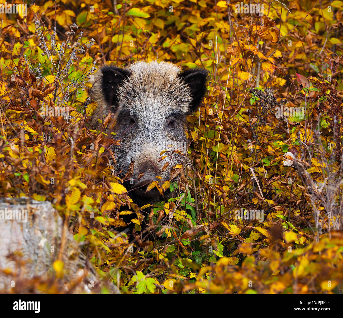 Le sanglier, le porc, le sanglier (Sus scrofa), les sangliers en forêt d'automne, l'Allemagne, Bade-Wurtemberg Banque D'Images