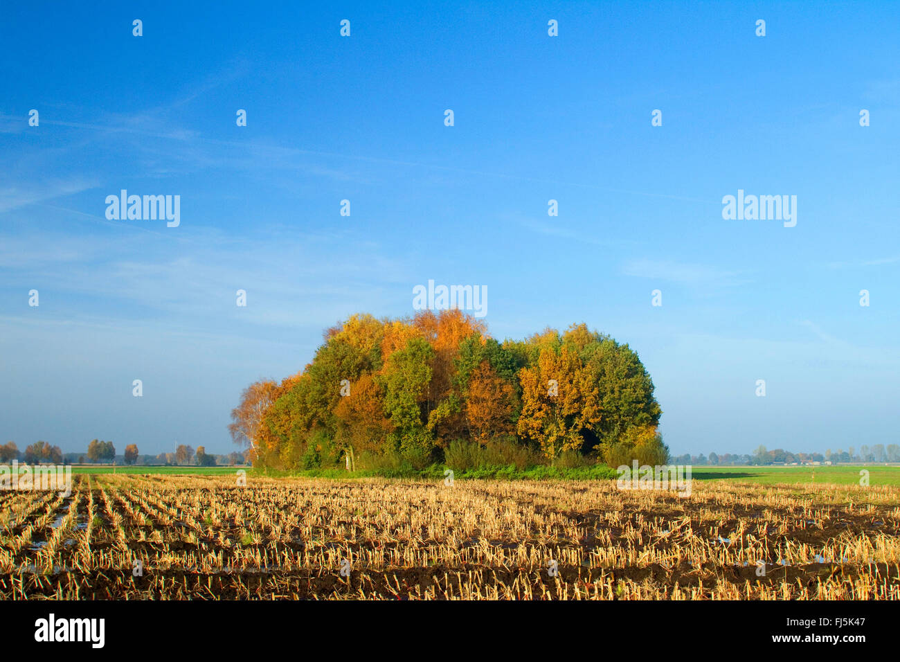 Domaine Grove à l'automne, l'ALLEMAGNE, Basse-Saxe Banque D'Images