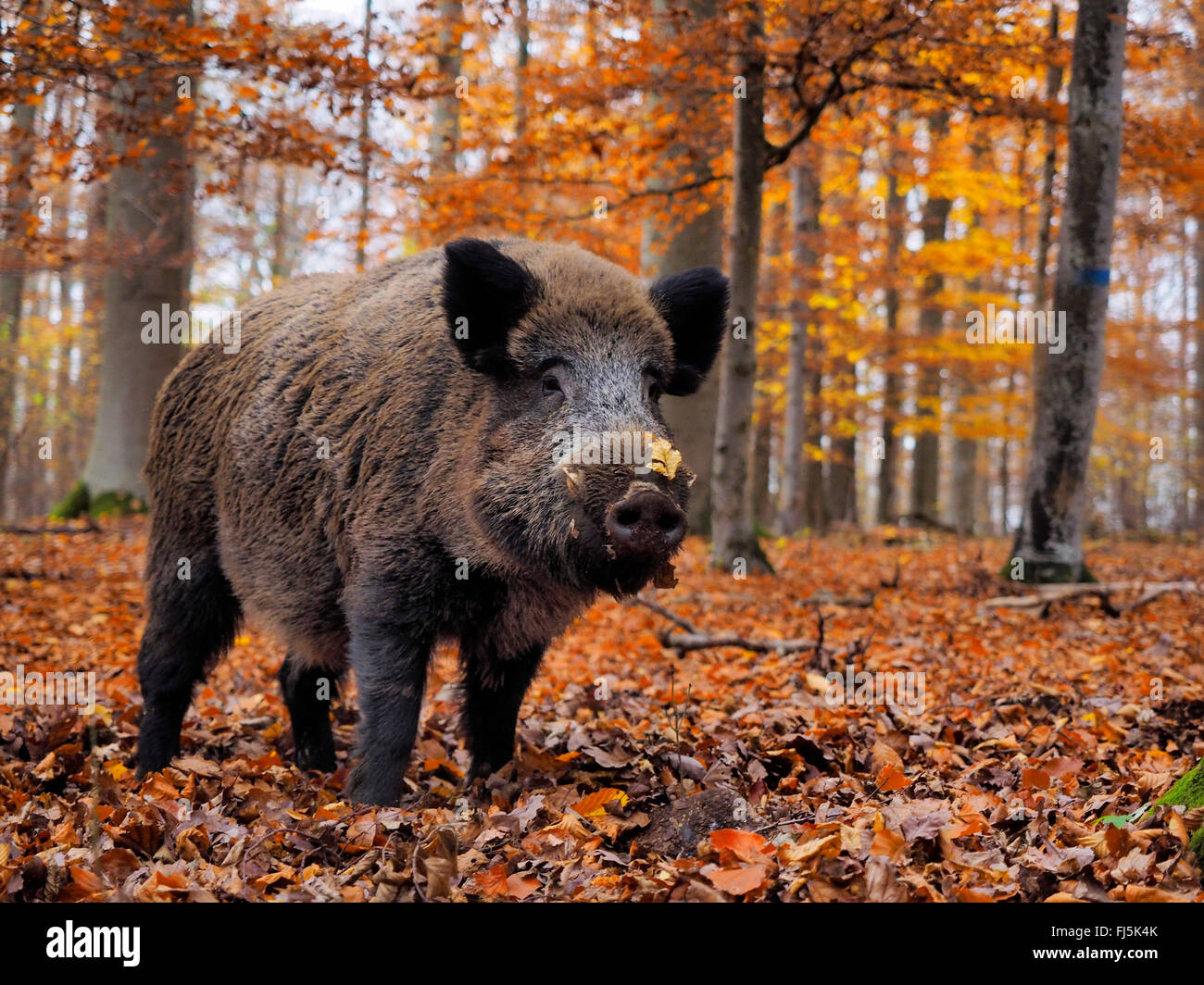 Le sanglier, le porc, le sanglier (Sus scrofa), krosian en automne les bois, Allemagne, Bade-Wurtemberg Banque D'Images