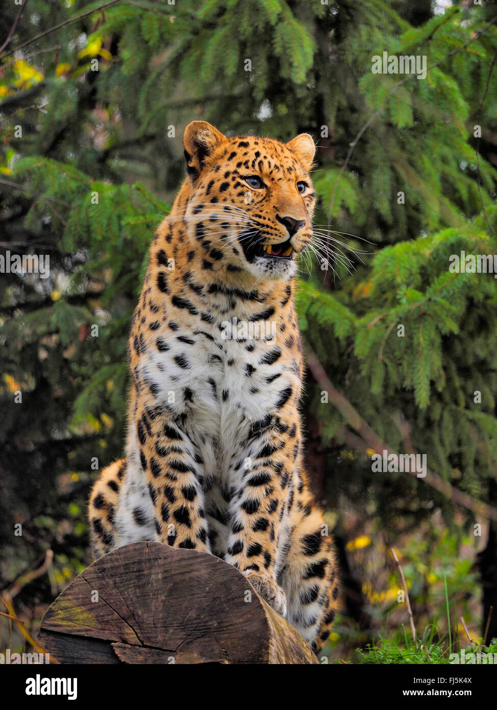 Amur Leopard (Panthera pardus orientalis), assis sur un tronc d'arbre Banque D'Images