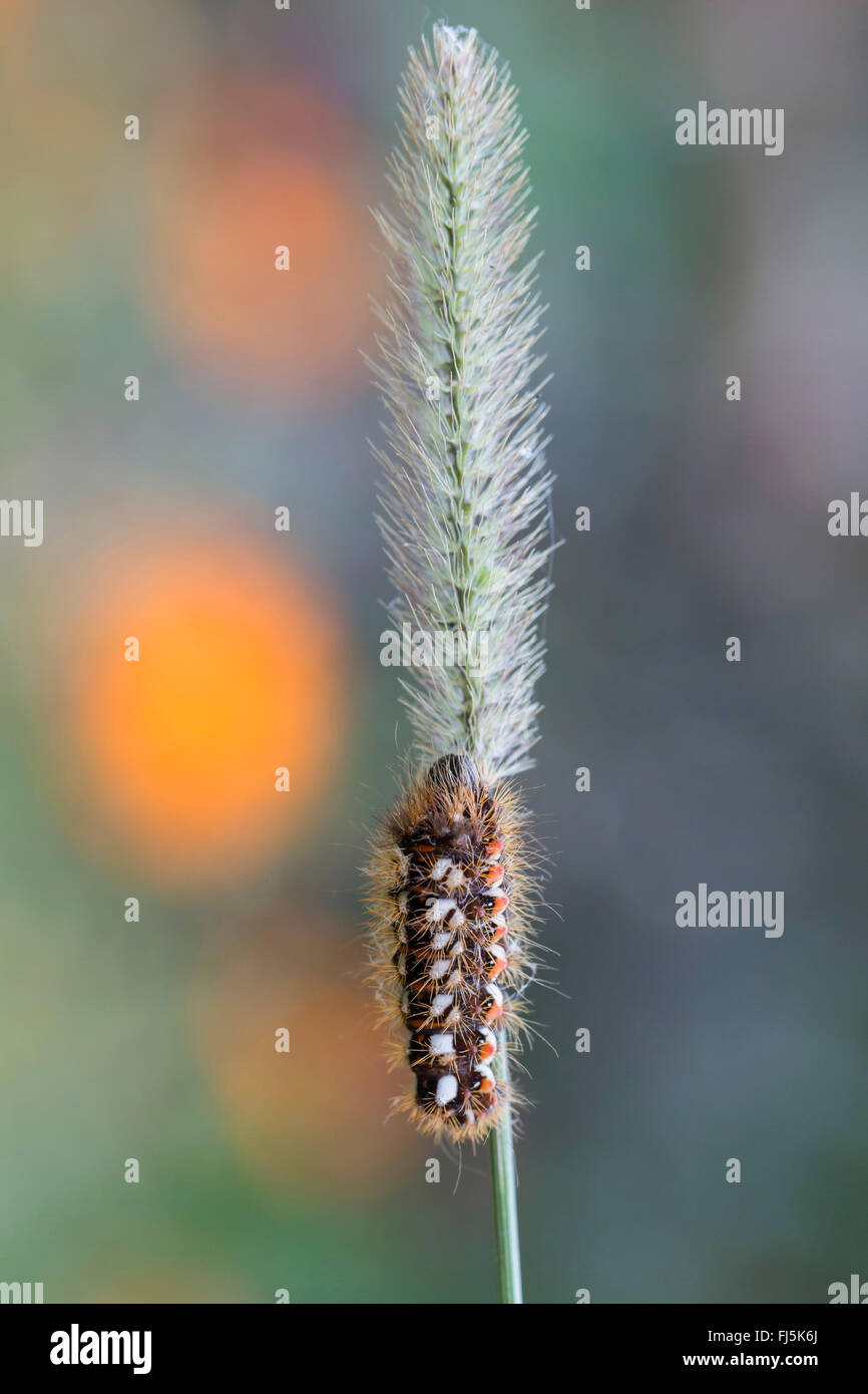L'herbe (Acronicta rumicis knot, Apatele rumicis), Caterpillar sur un brin d'herbe, de l'Allemagne, la Bavière Banque D'Images