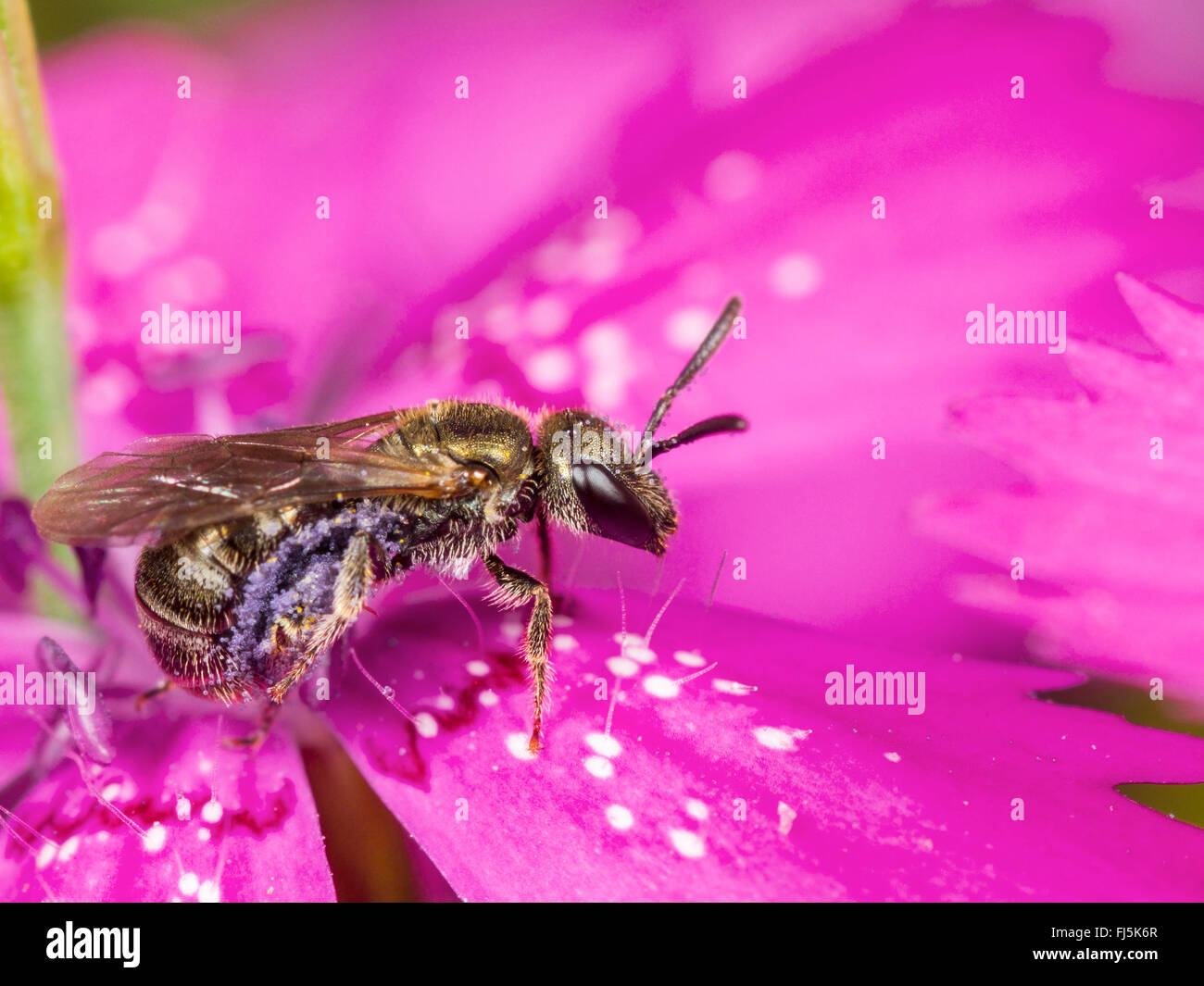 Vert commun Furrow-Bee (Lasioglossum morio), femme qui se nourrissent de rose de jeune fille (Malva alcea), Allemagne Banque D'Images