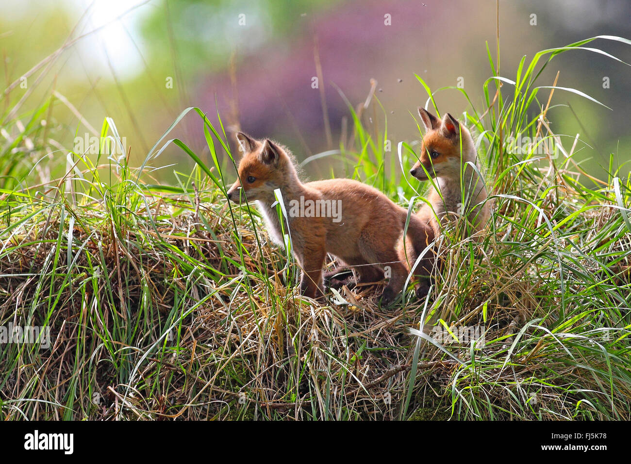 Le renard roux (Vulpes vulpes), met bas en face de la den, Allemagne Banque D'Images