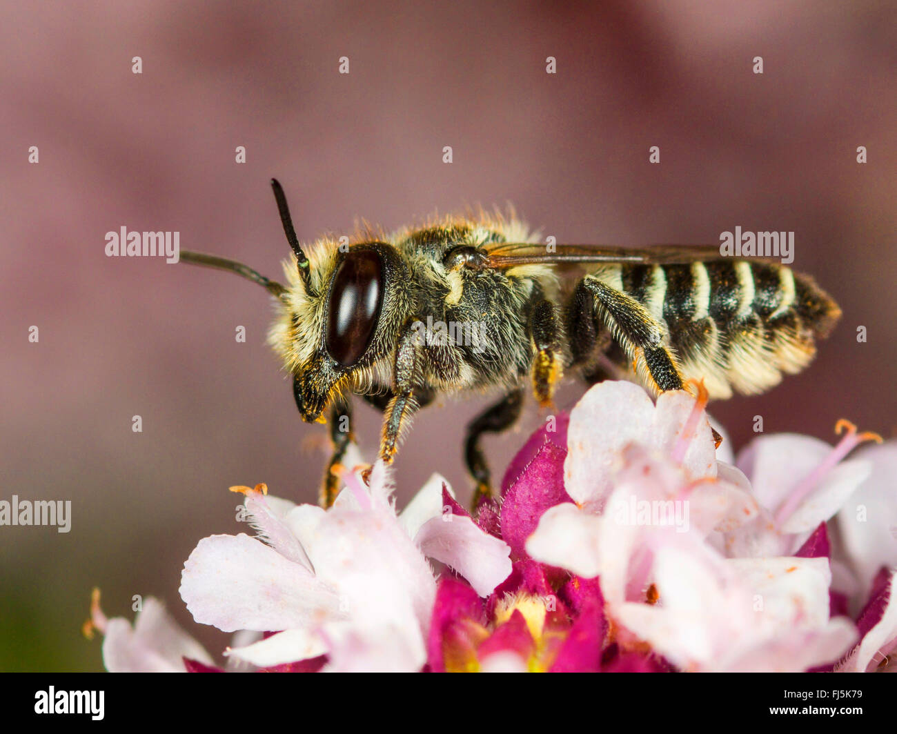 L'abeille découpeuse de la luzerne (Megachile rotundata), femme qui se nourrissent de l'origan (Origanum vulgare), Allemagne Banque D'Images