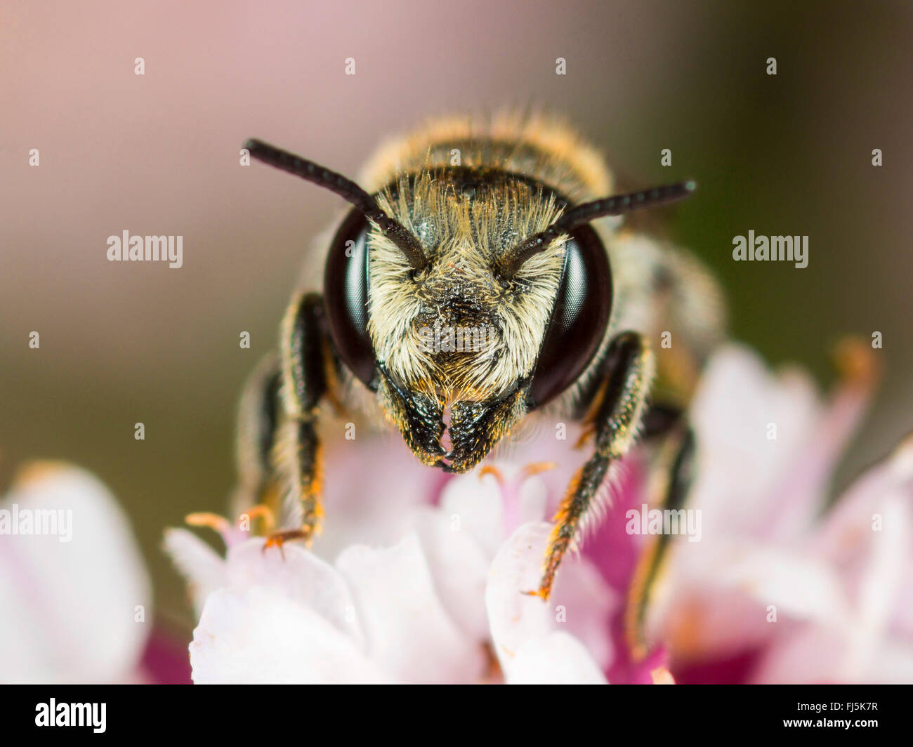 L'abeille découpeuse de la luzerne (Megachile rotundata), femme qui se nourrissent de l'origan (Origanum vulgare), Allemagne Banque D'Images