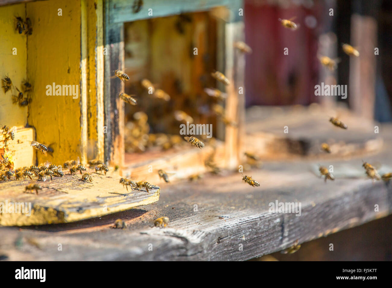 Ruche, l'abeille Apis mellifera mellifera (abeille), les abeilles du miel près de l'entrée de la ruche, l'Autriche, le Tyrol Banque D'Images