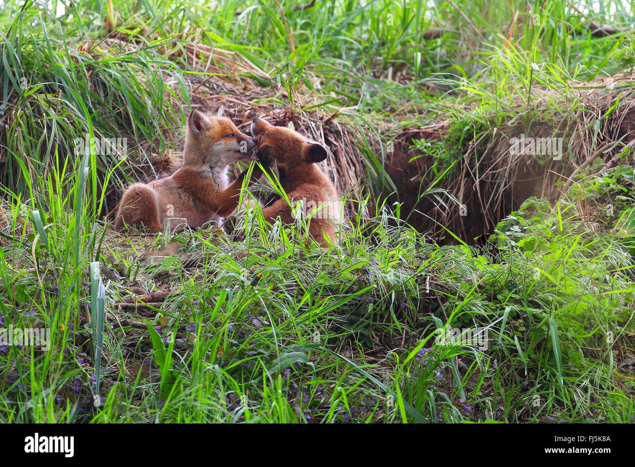 Le renard roux (Vulpes vulpes), met bas en face de la den, Allemagne Banque D'Images