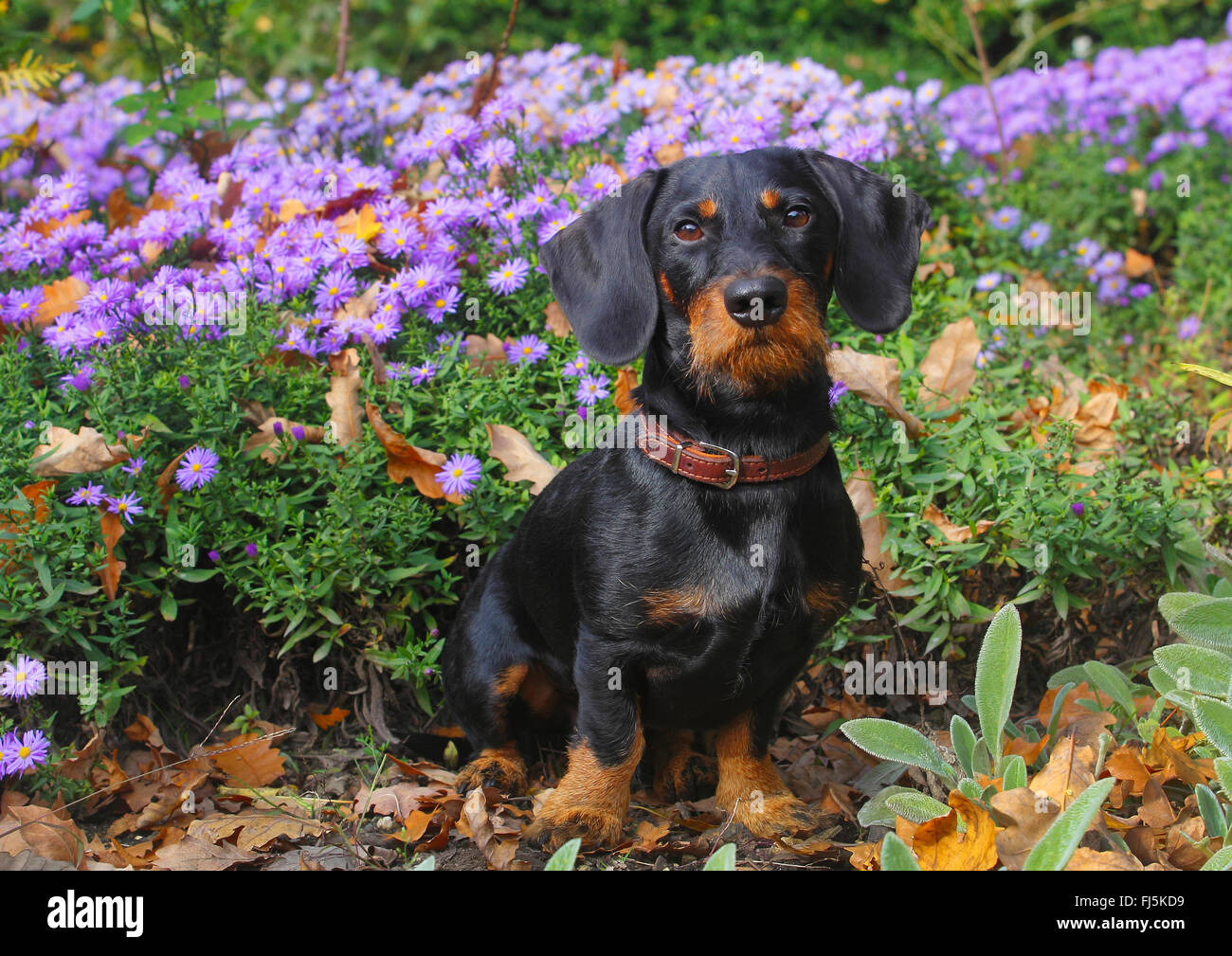 Teckel à poil dur, chien saucisse à poil dur, chien domestique (Canis lupus f. familiaris), noir et feu de 19 mois mâle chien assis en face de lilas pâle asters, Allemagne Banque D'Images