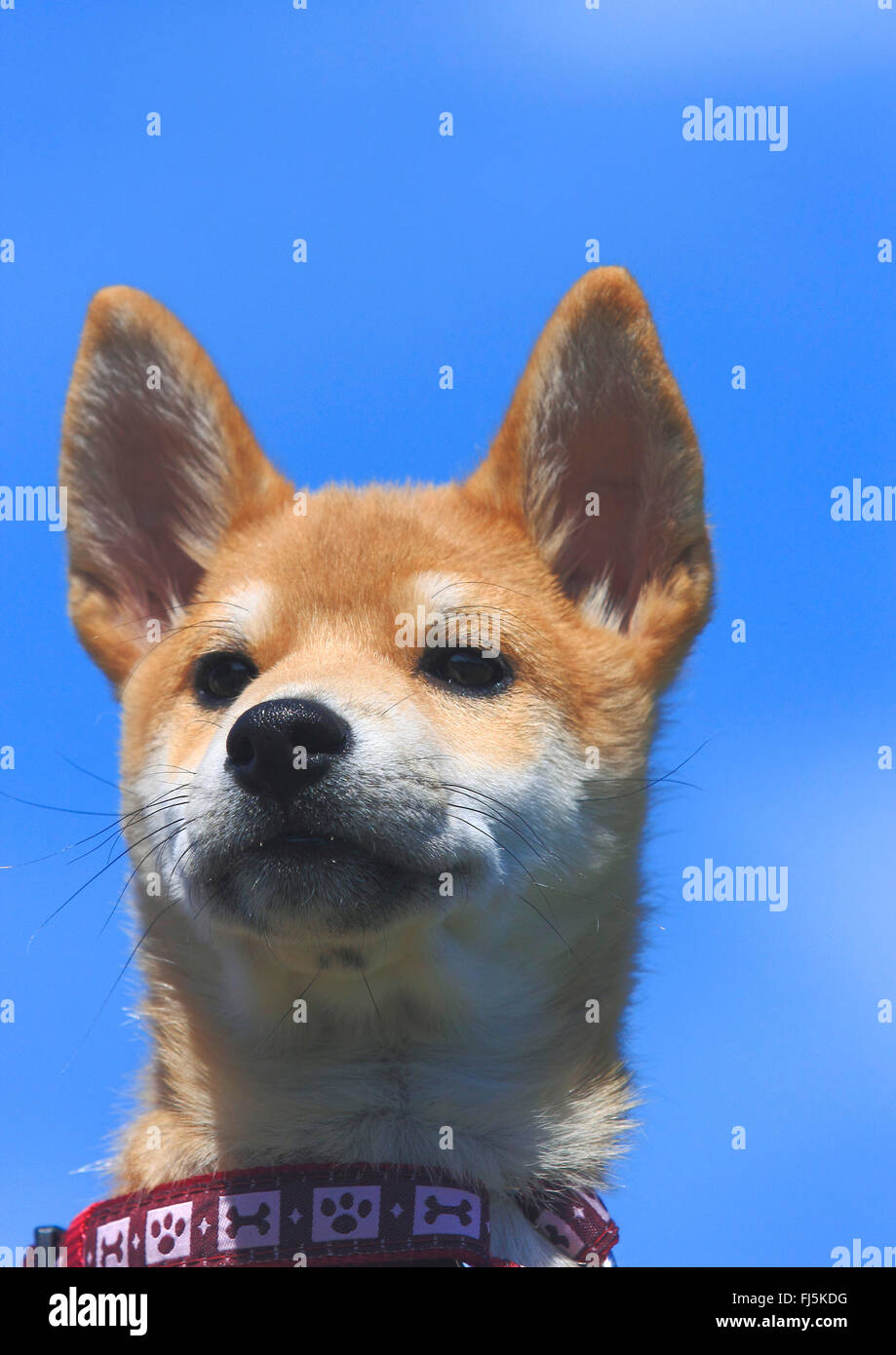 Shiba Inu (Canis lupus f. familiaris), dragonnet, portrait en face de ciel bleu, Allemagne Banque D'Images