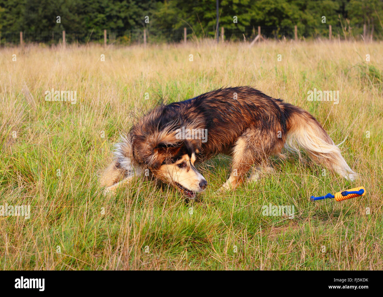 Dog (Canis lupus f. familiaris), trois ans Husky Sibérien Malamute race mélangée s'exécute dans un pré, Allemagne Banque D'Images