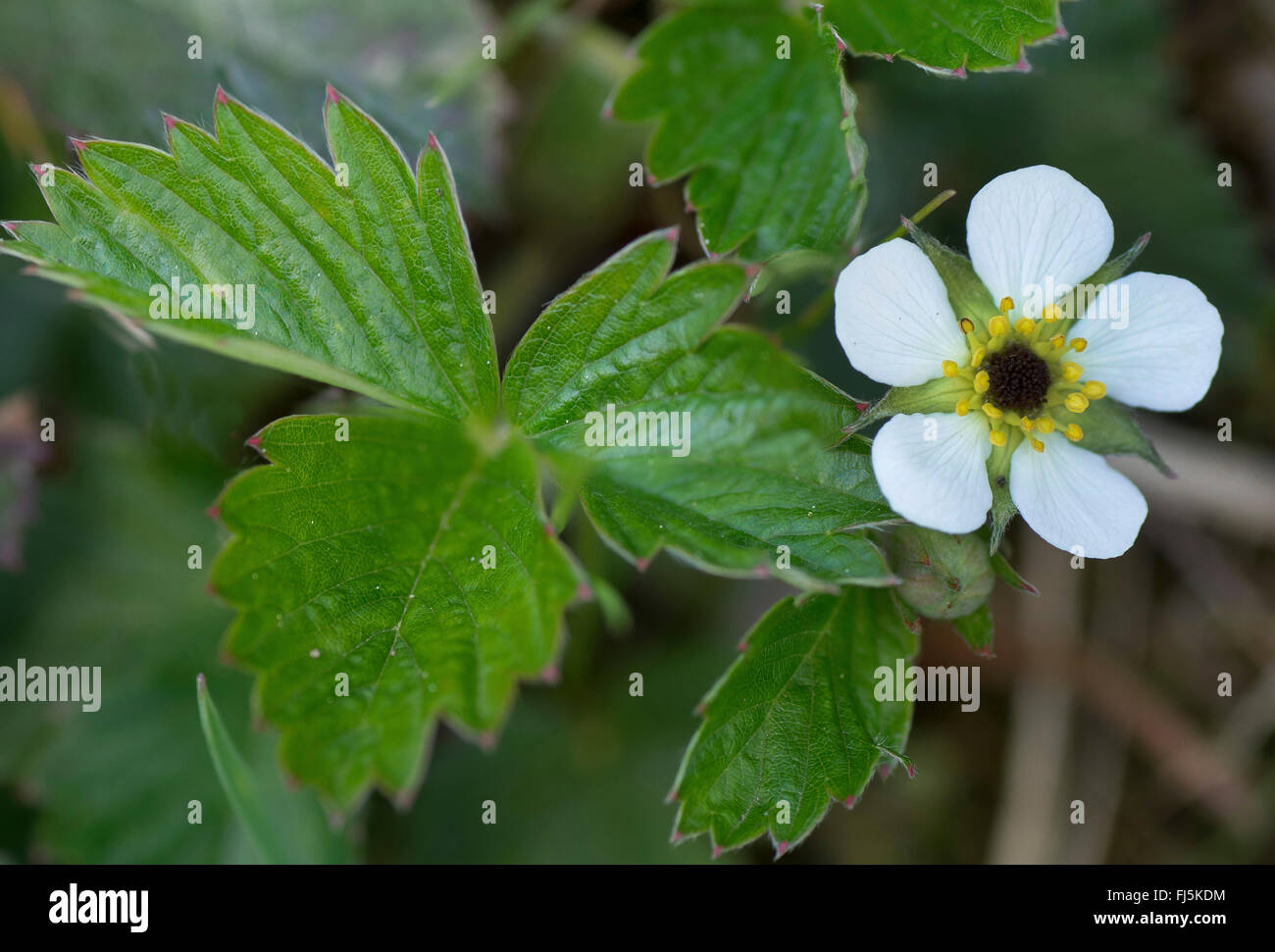 Fraise des bois, fraise, fraise des bois (Fragaria vesca), fleur avec l'infestation fongique, Allemagne, Bavière, Oberbayern, Haute-Bavière Banque D'Images