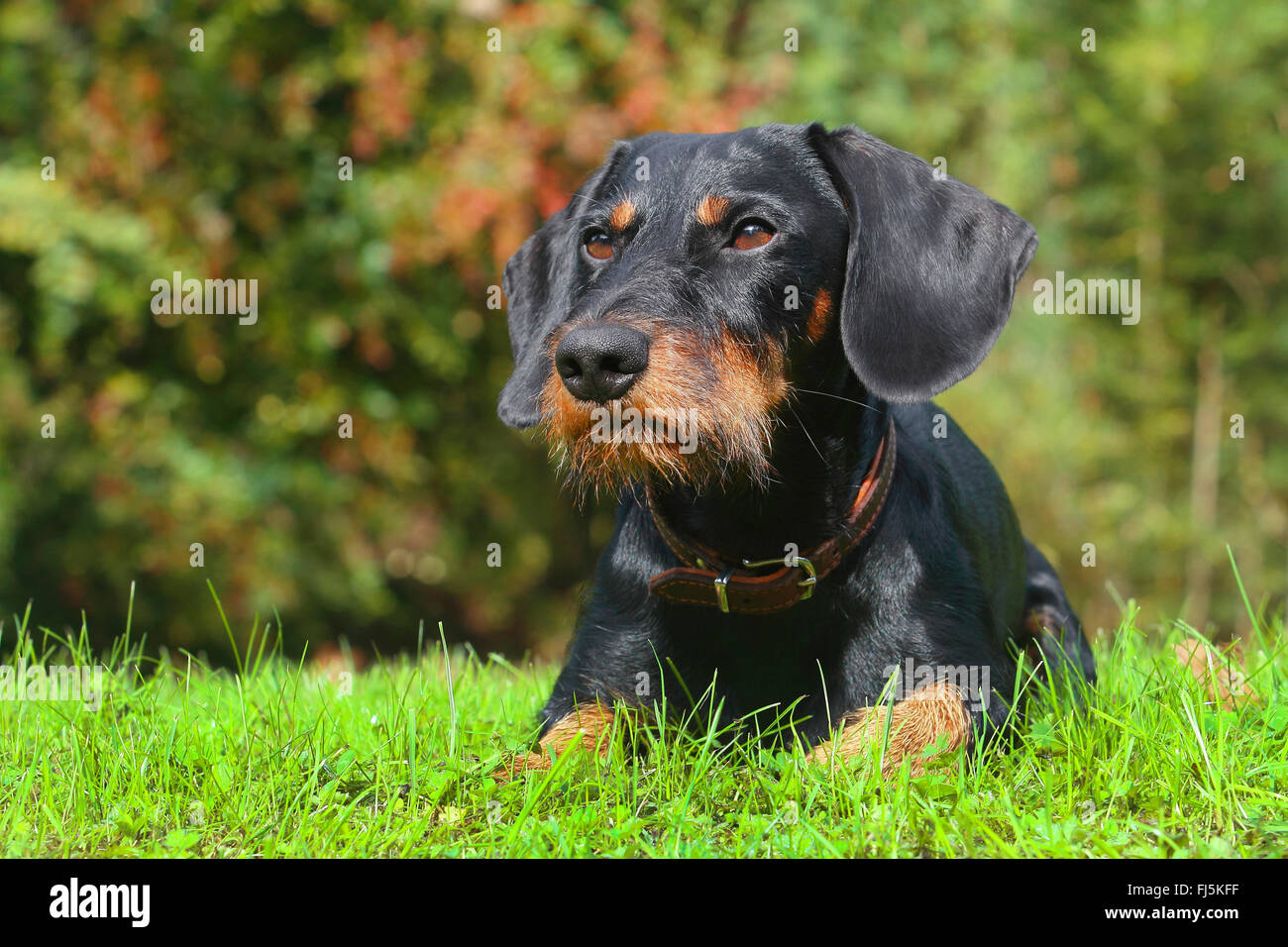 Teckel à Poil Dur Chien Saucisse à Poil Dur Chien