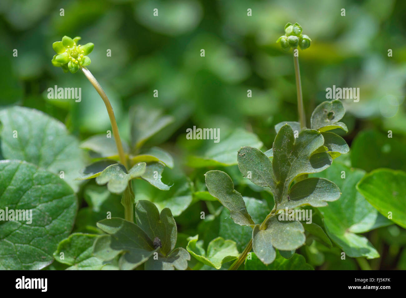 Moschatel, cinq face à Bishop, Hollowroot Muskroot, Mairie, Hôtel de Ville, horloge, horloge (Adoxa moschatellina crowfoot tubéreux), blooming, Allemagne, Bavière, Oberbayern, Haute-Bavière Banque D'Images