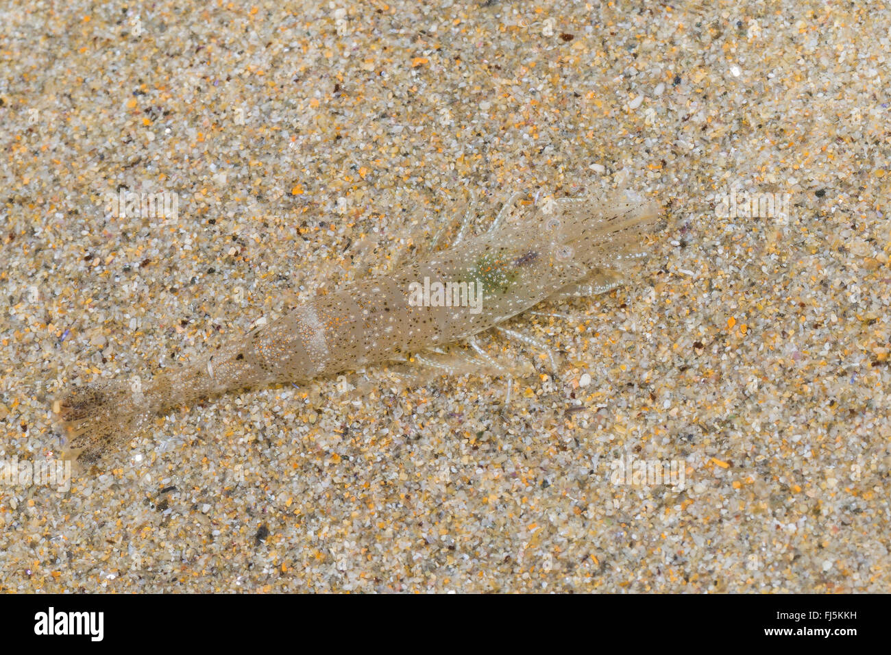 Crevette commune européenne commune, crevettes, crevettes Bbrown (Crangon crangon), bien camouflée dans le sable, Allemagne Banque D'Images